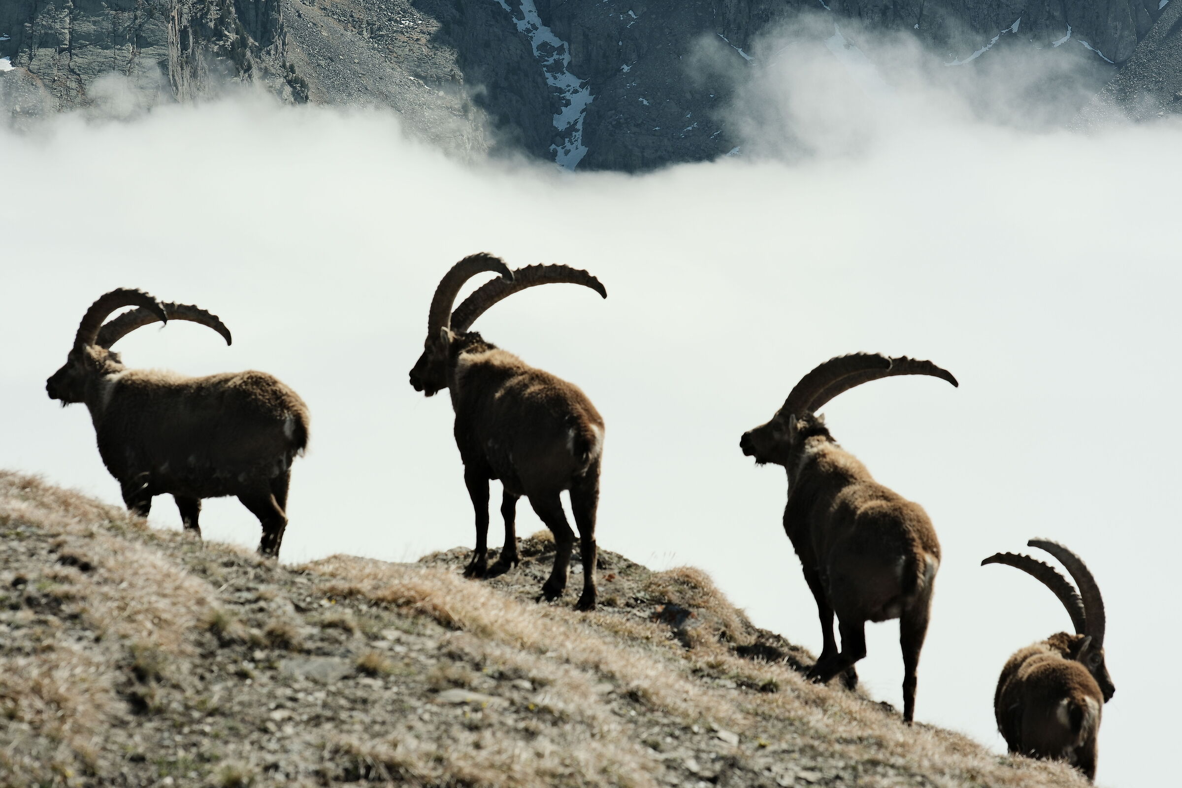 Ibex