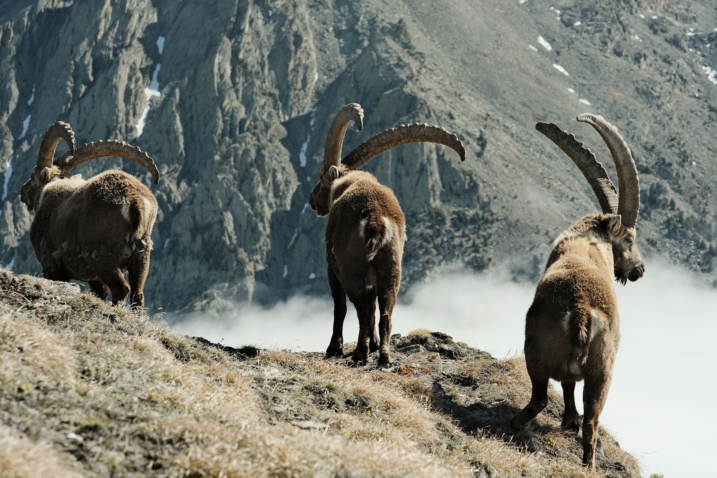Ibex