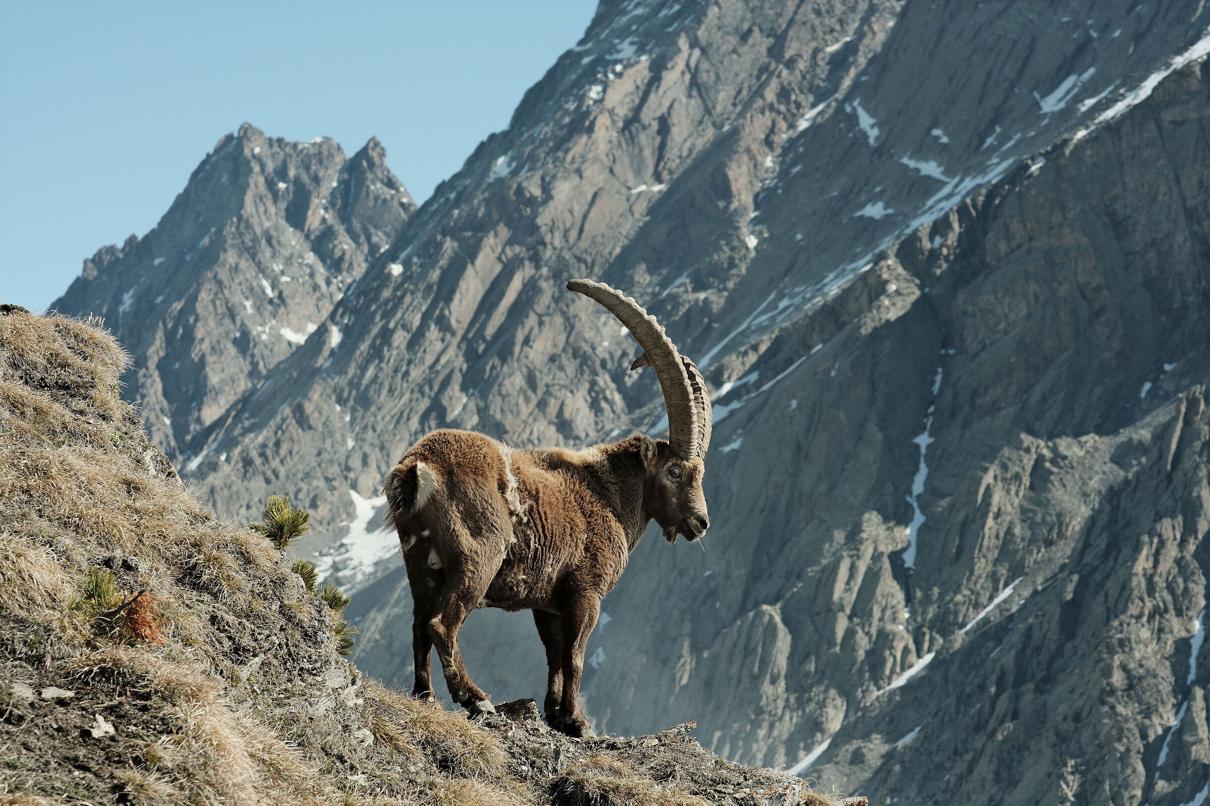Ibex