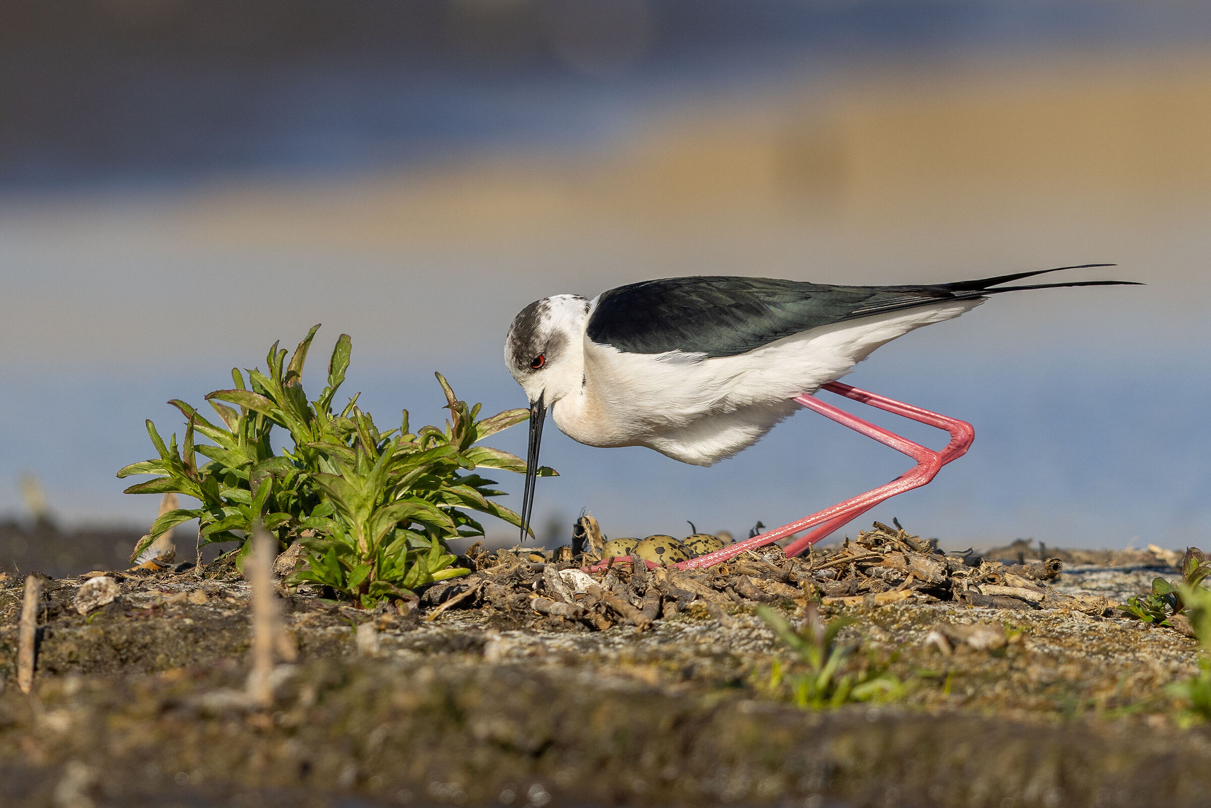 Himantopus himantopus