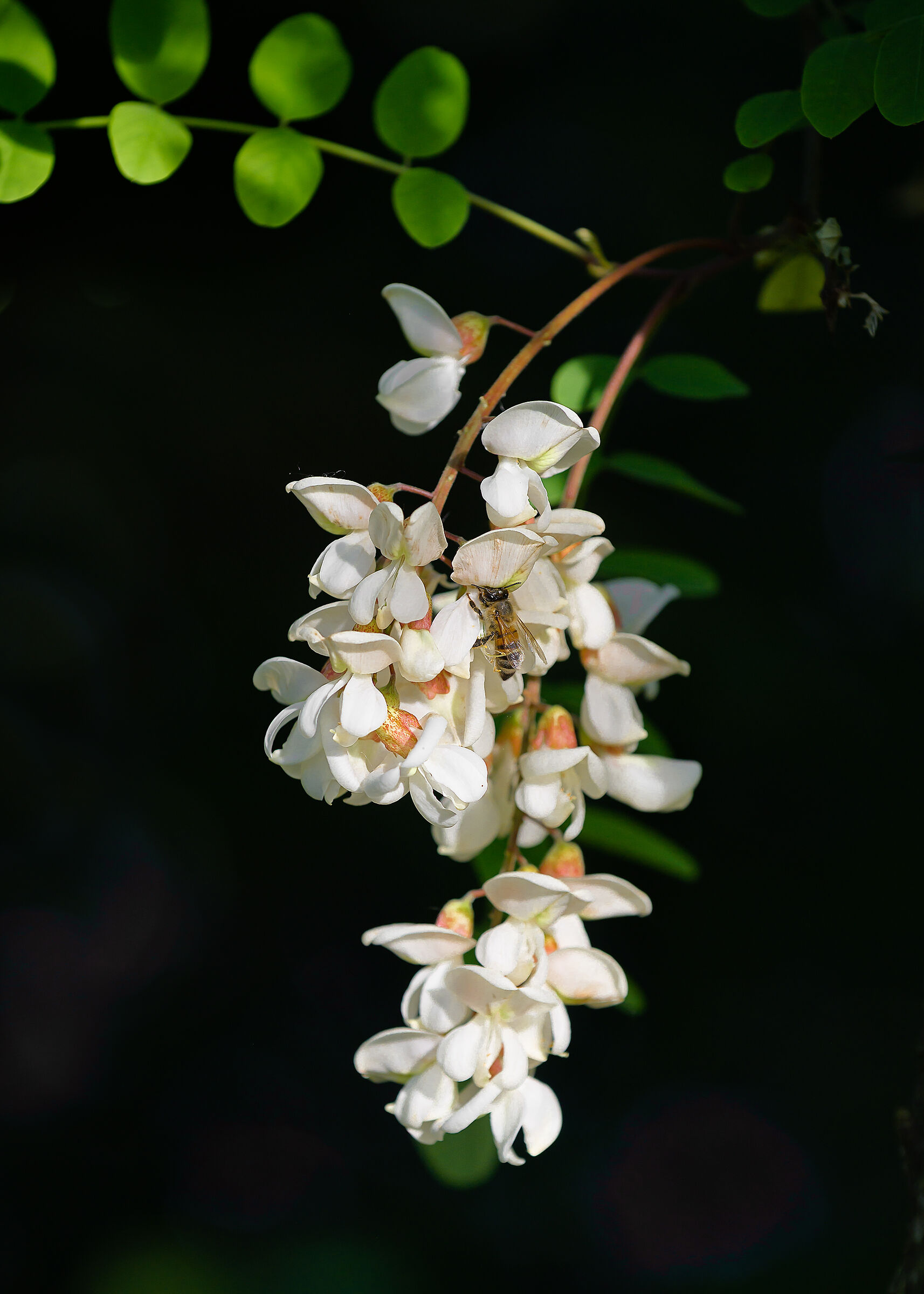 Fiore di gaggia