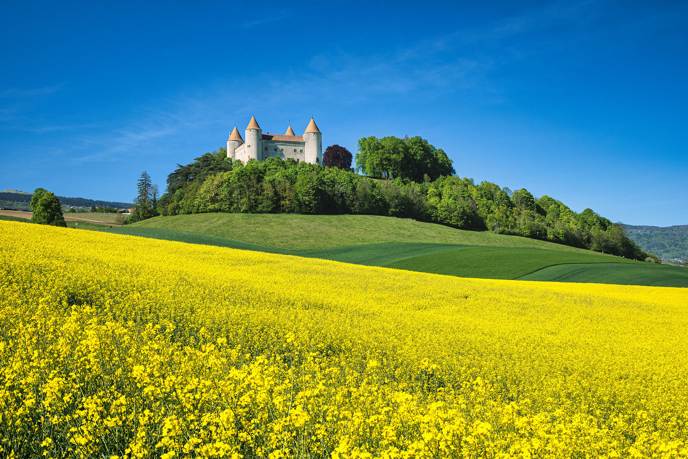 Château de Champvent e campo di colza - Vaud - Svizzera