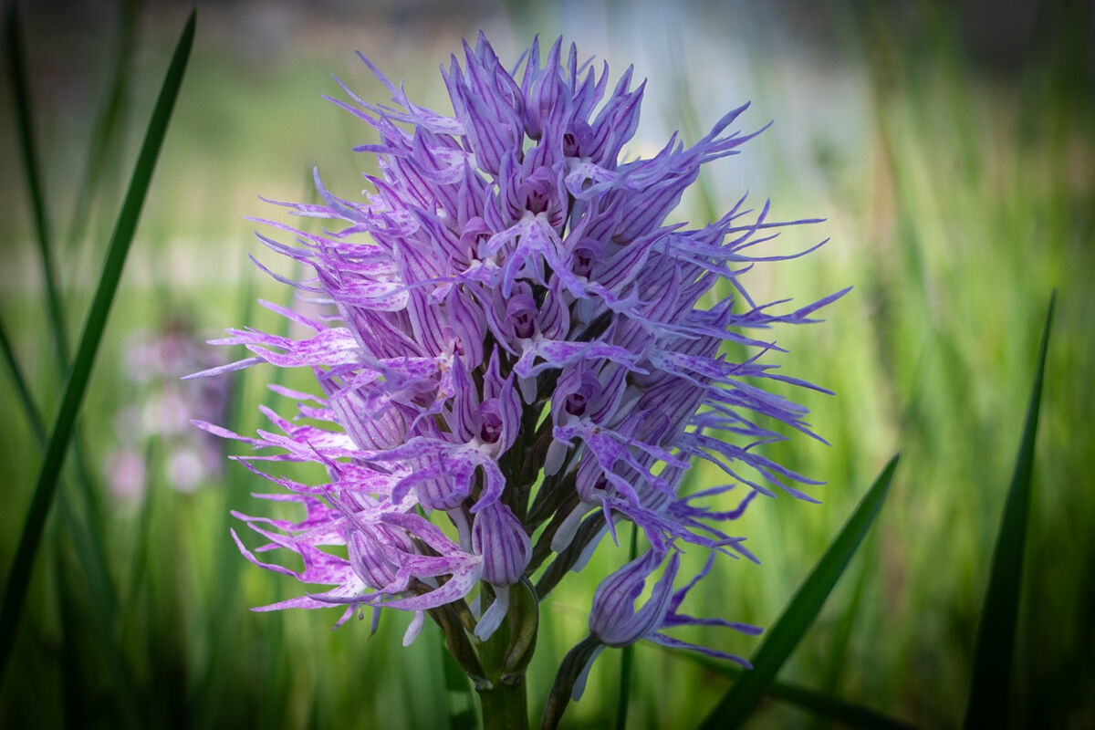 Spontaneous orchid