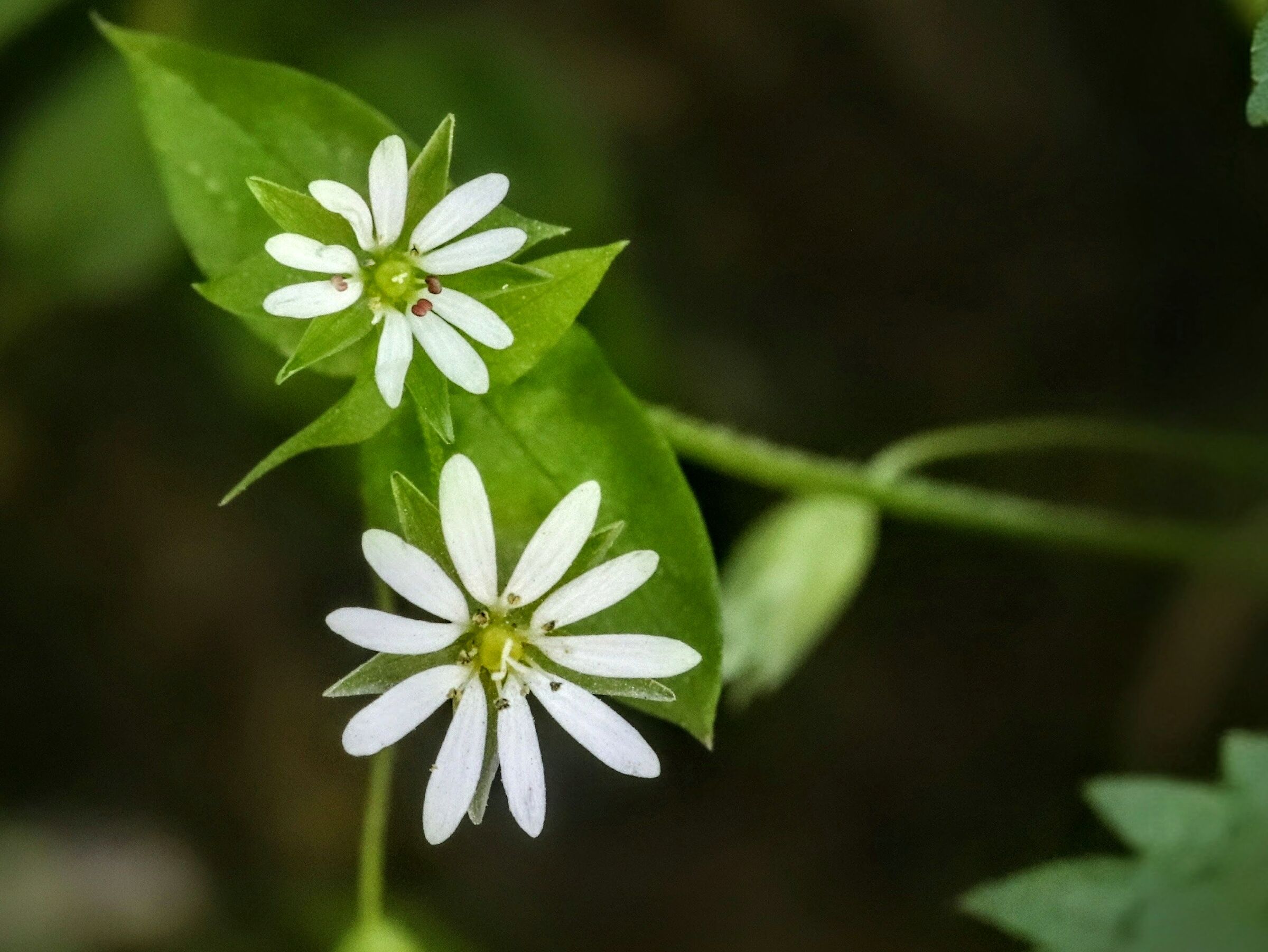 WhiteGreen