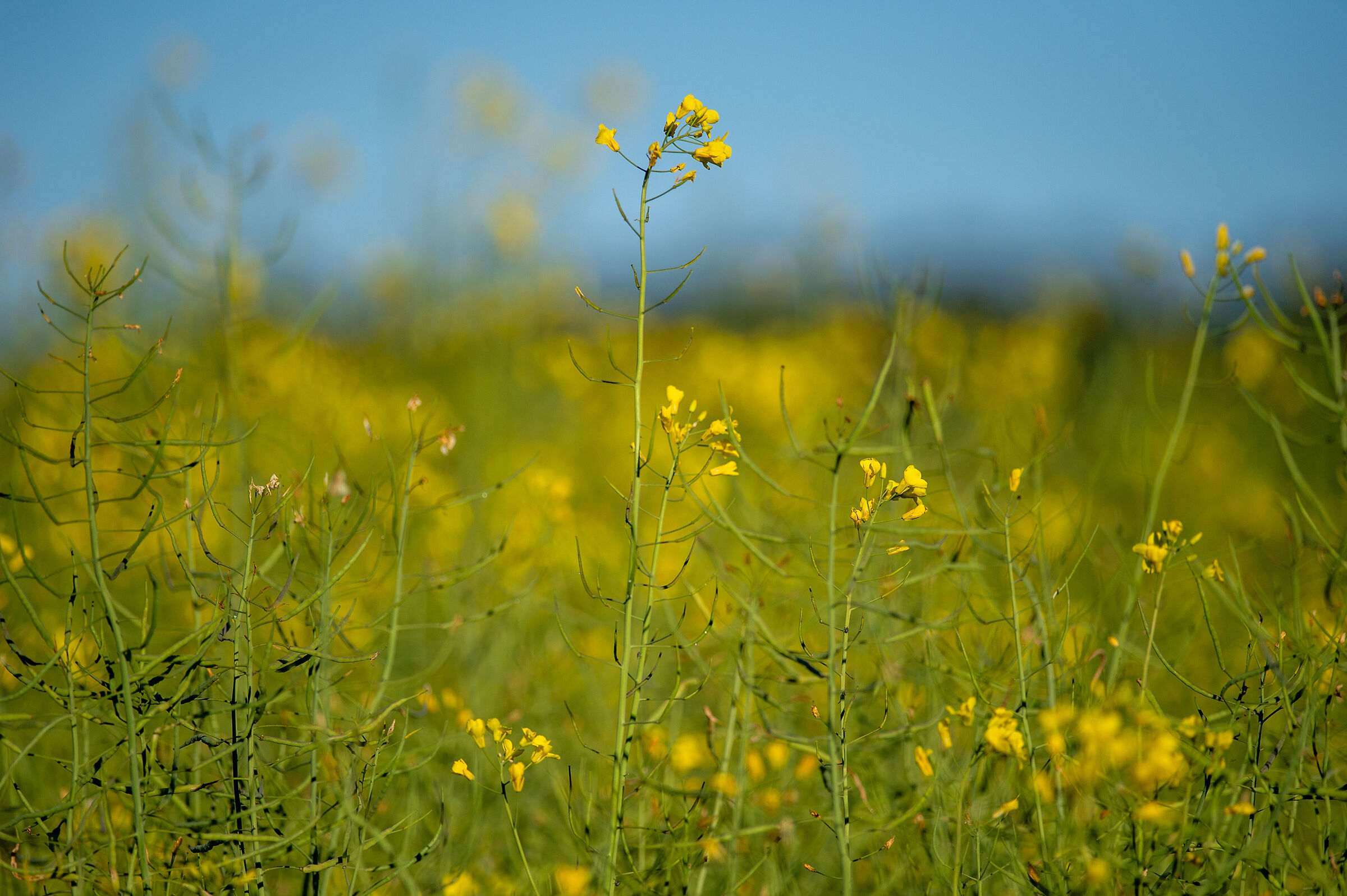 Fiori Abbadia di Fiastra