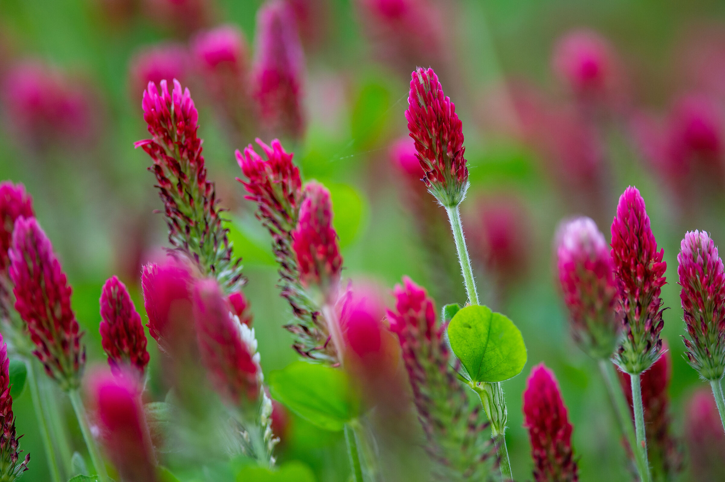 Fiori Abbadia di Fiastra