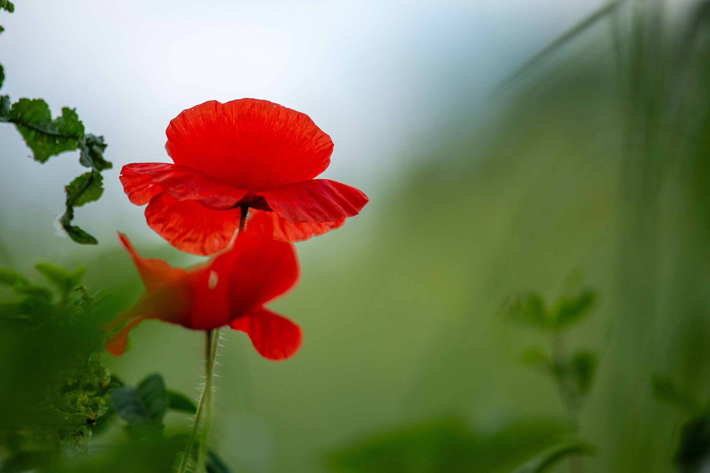 Fiori Abbadia di Fiastra
