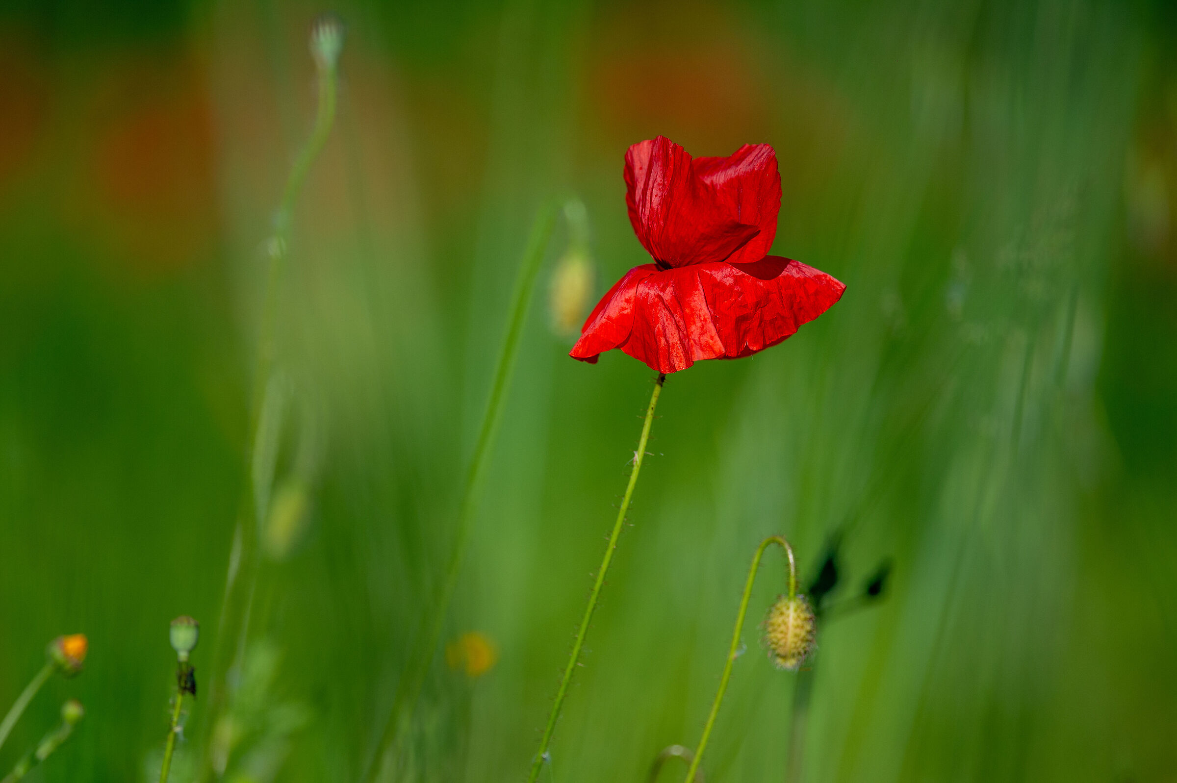 Fiori Abbadia di Fiastra