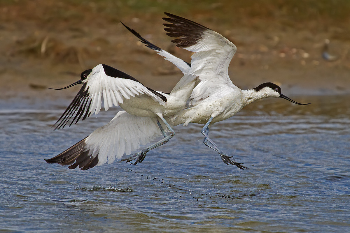 avocette