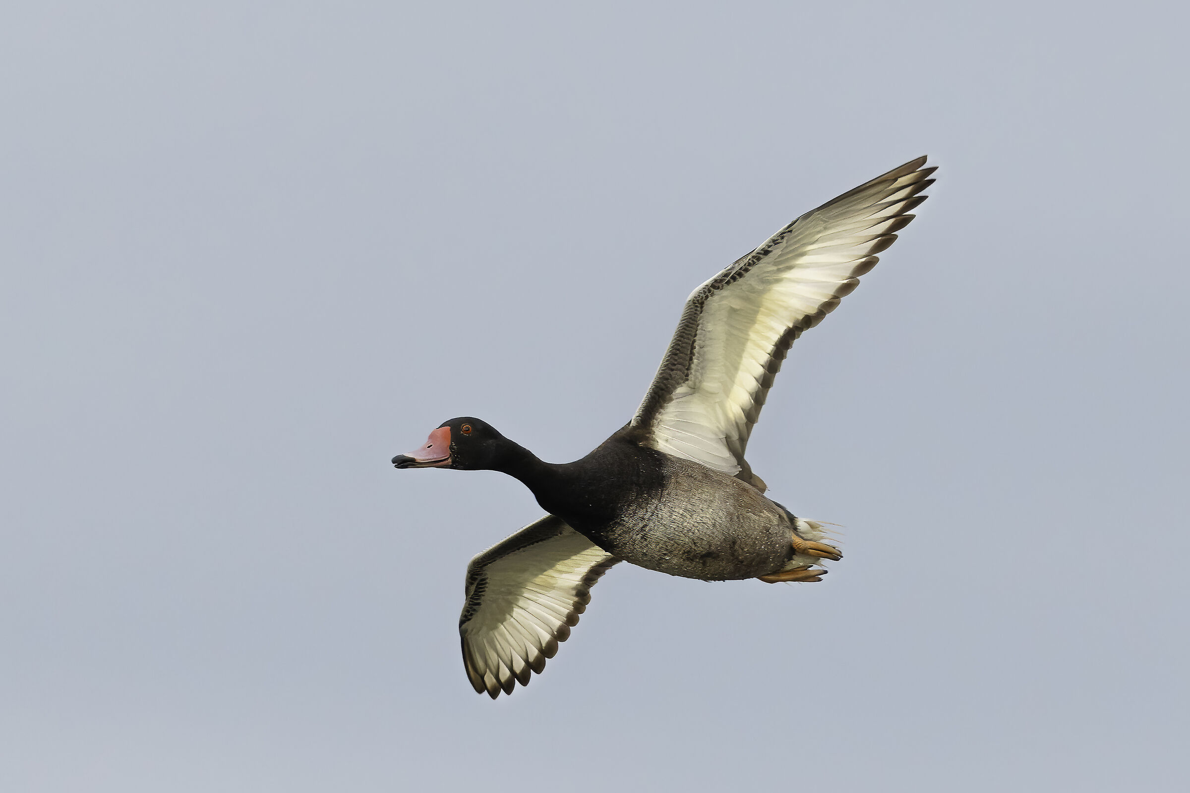Netta peposaca (maschio)