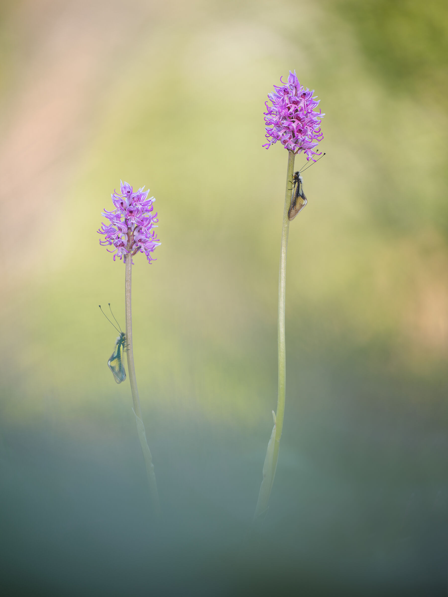 Libelloides coccajus su Orchis simia