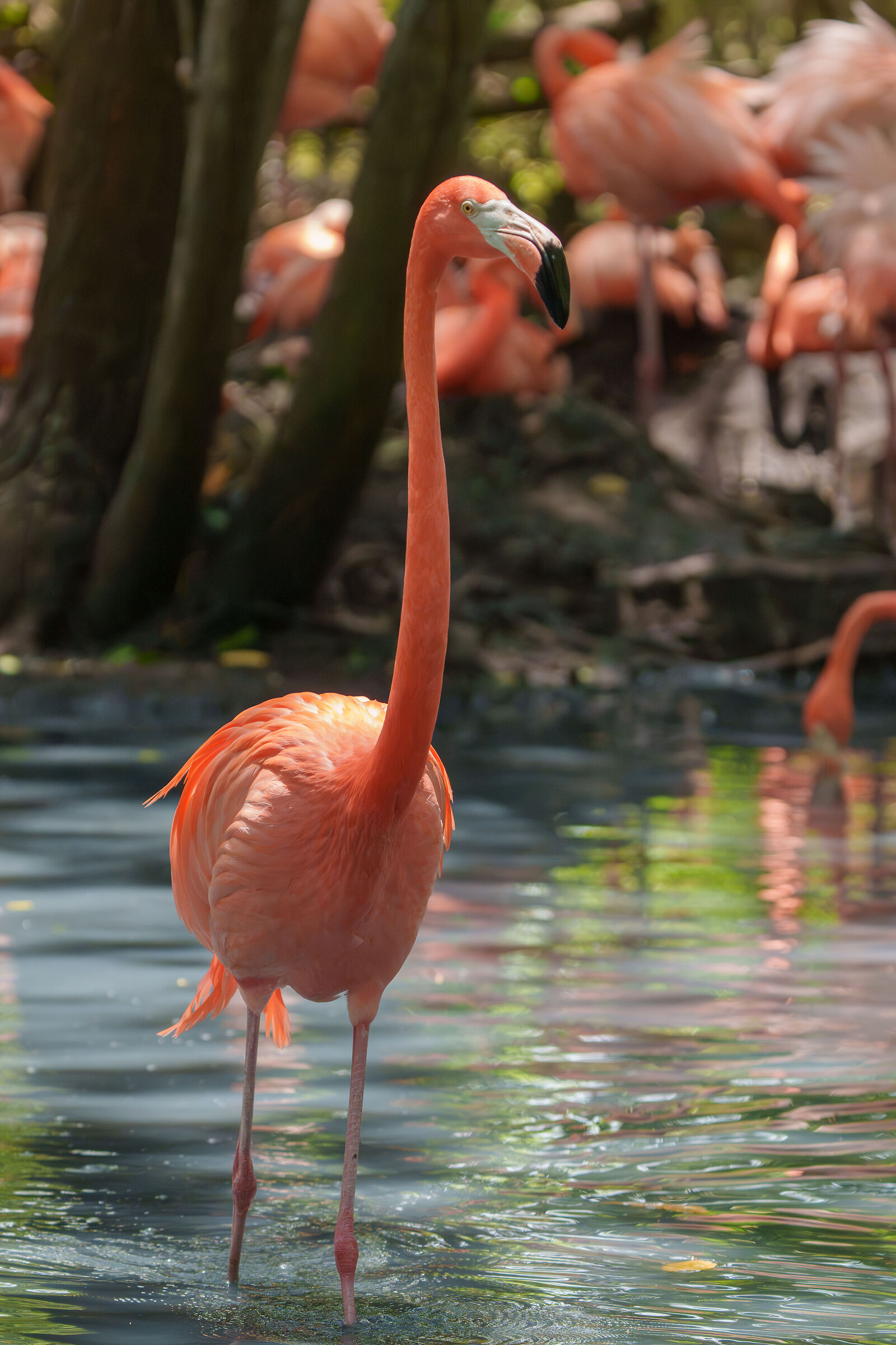 Colombia. Fenicottero Rosso in ambiente controllato