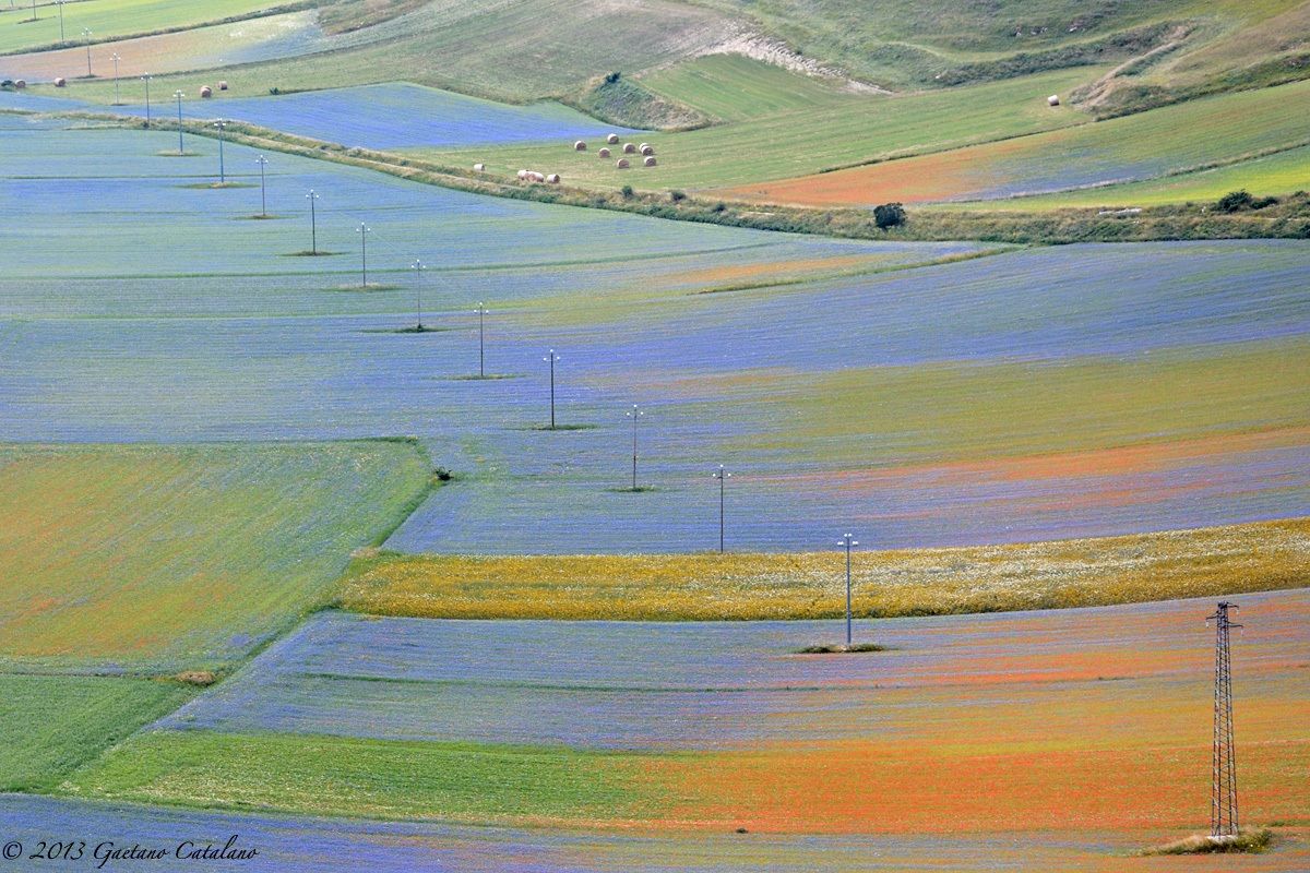 Fiorita a Castelluccio...