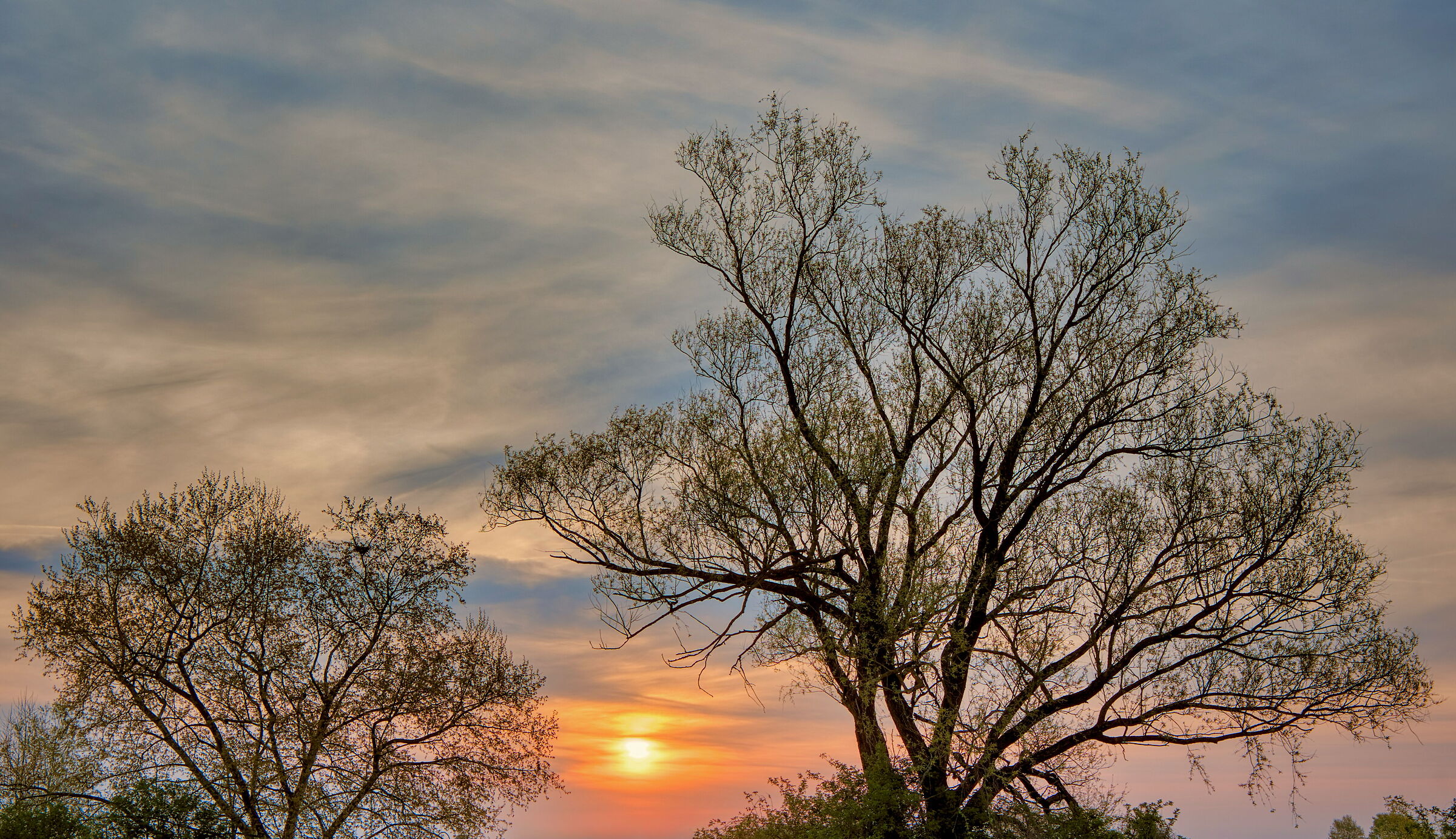 Among the branches of dawn