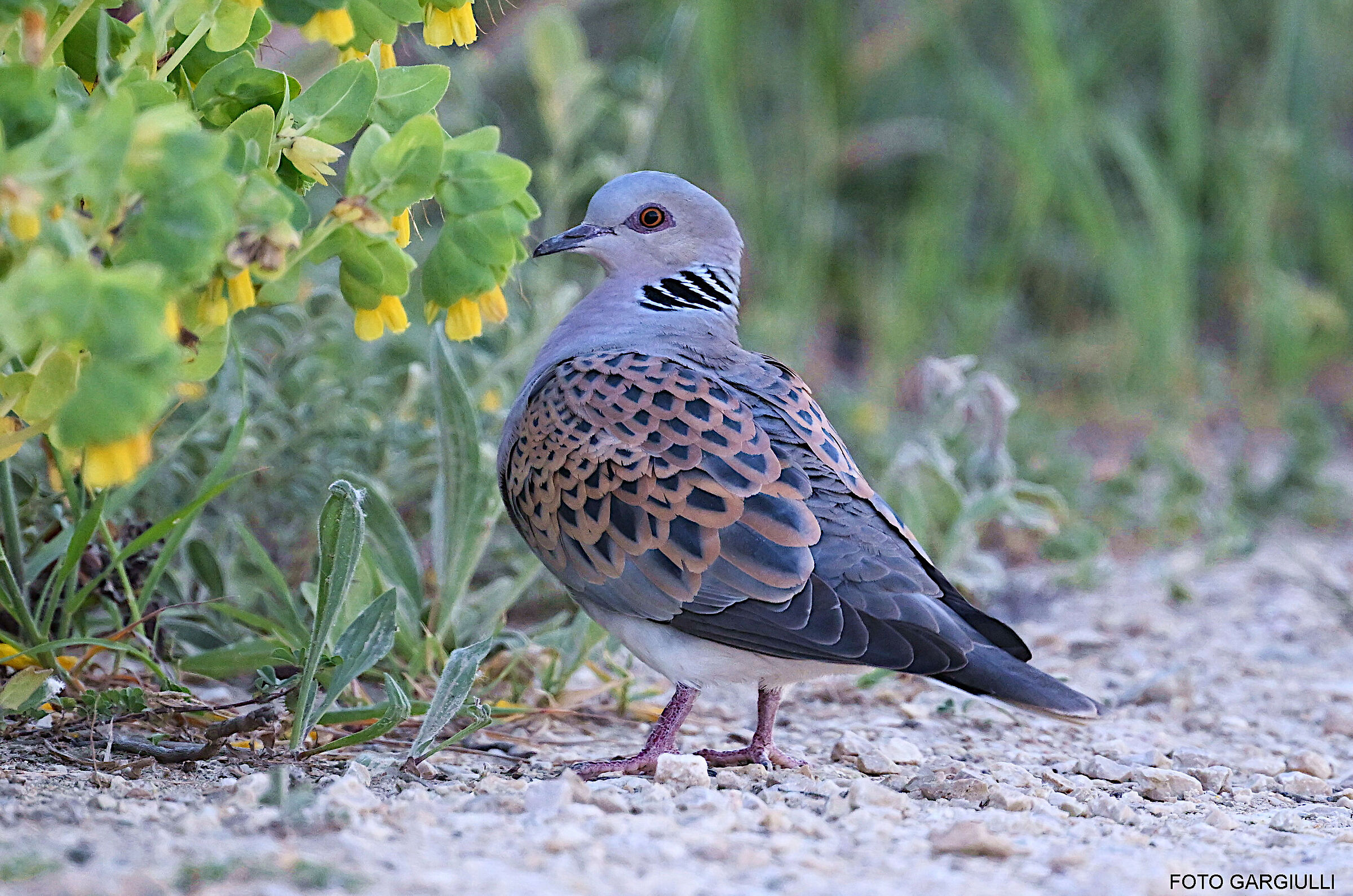Turtledove