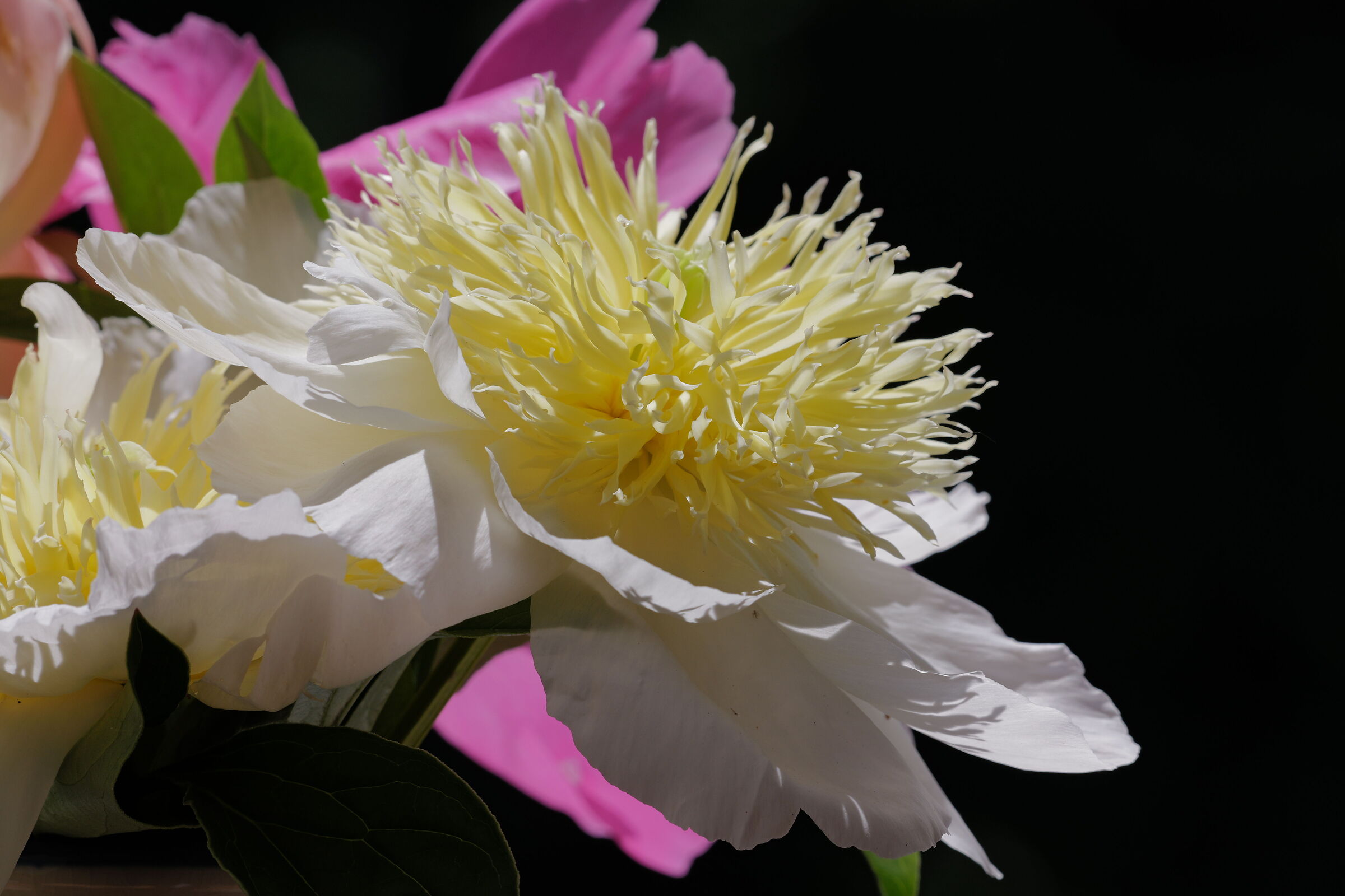Peony