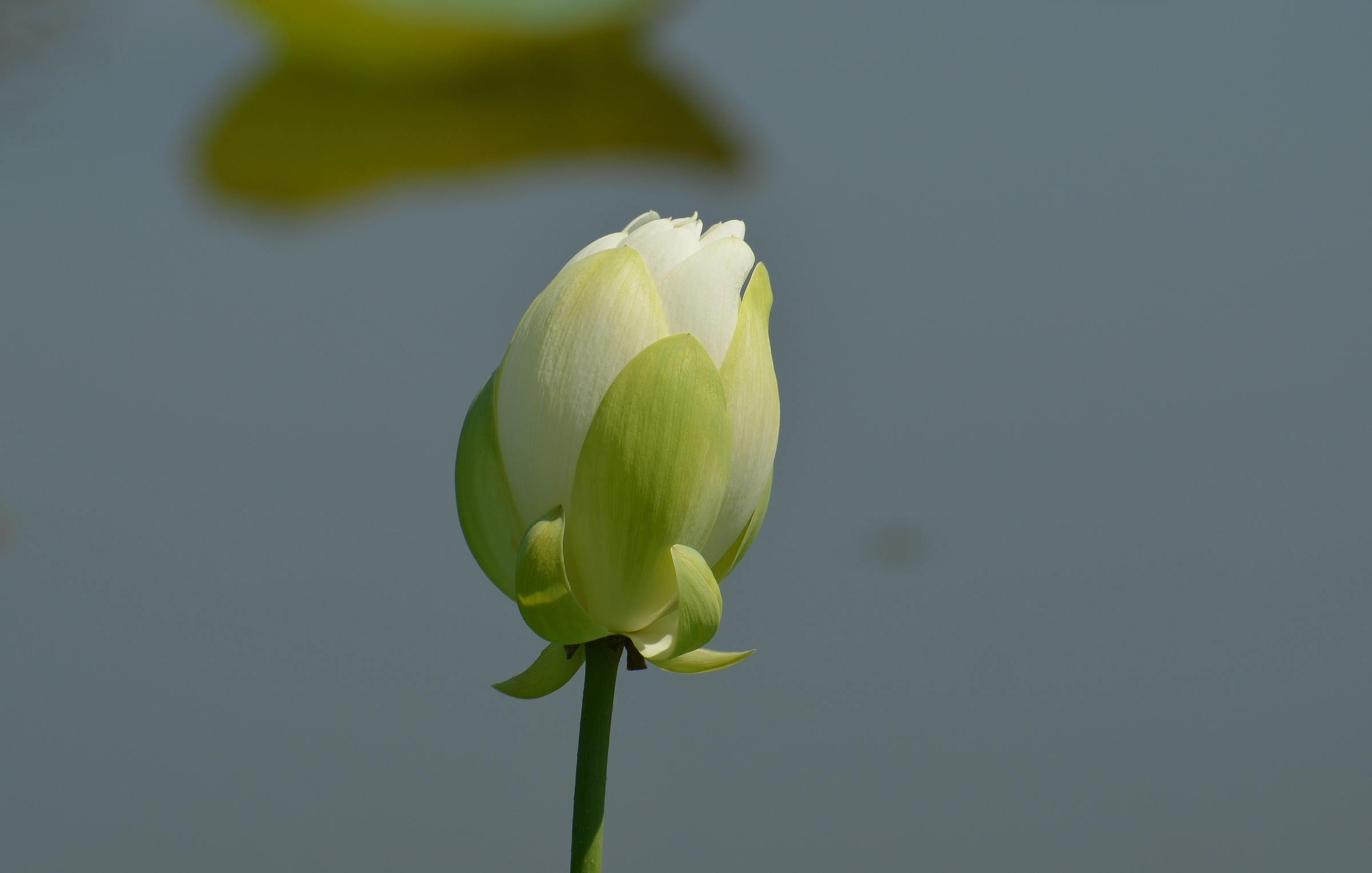 Bud of lily