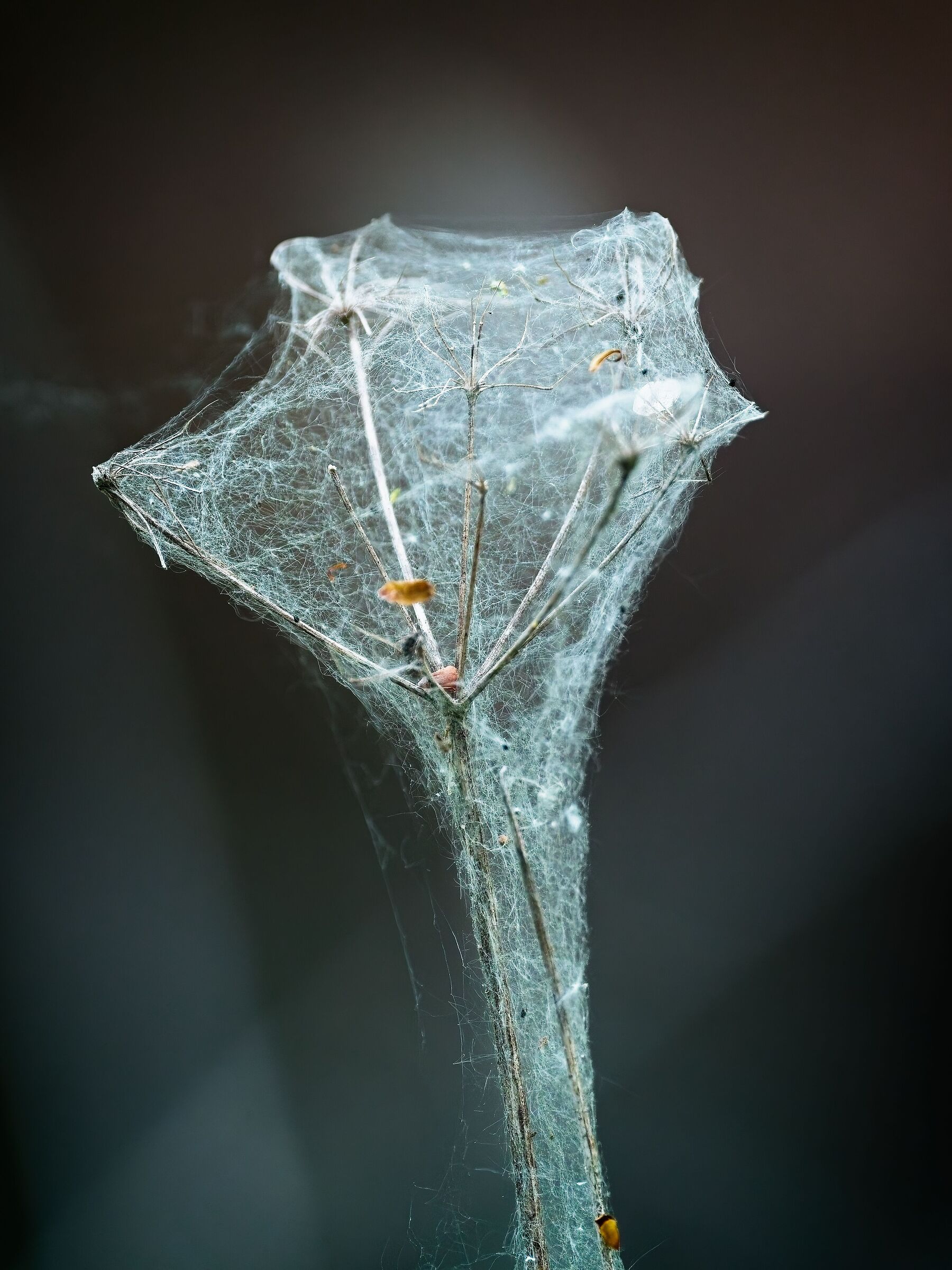web