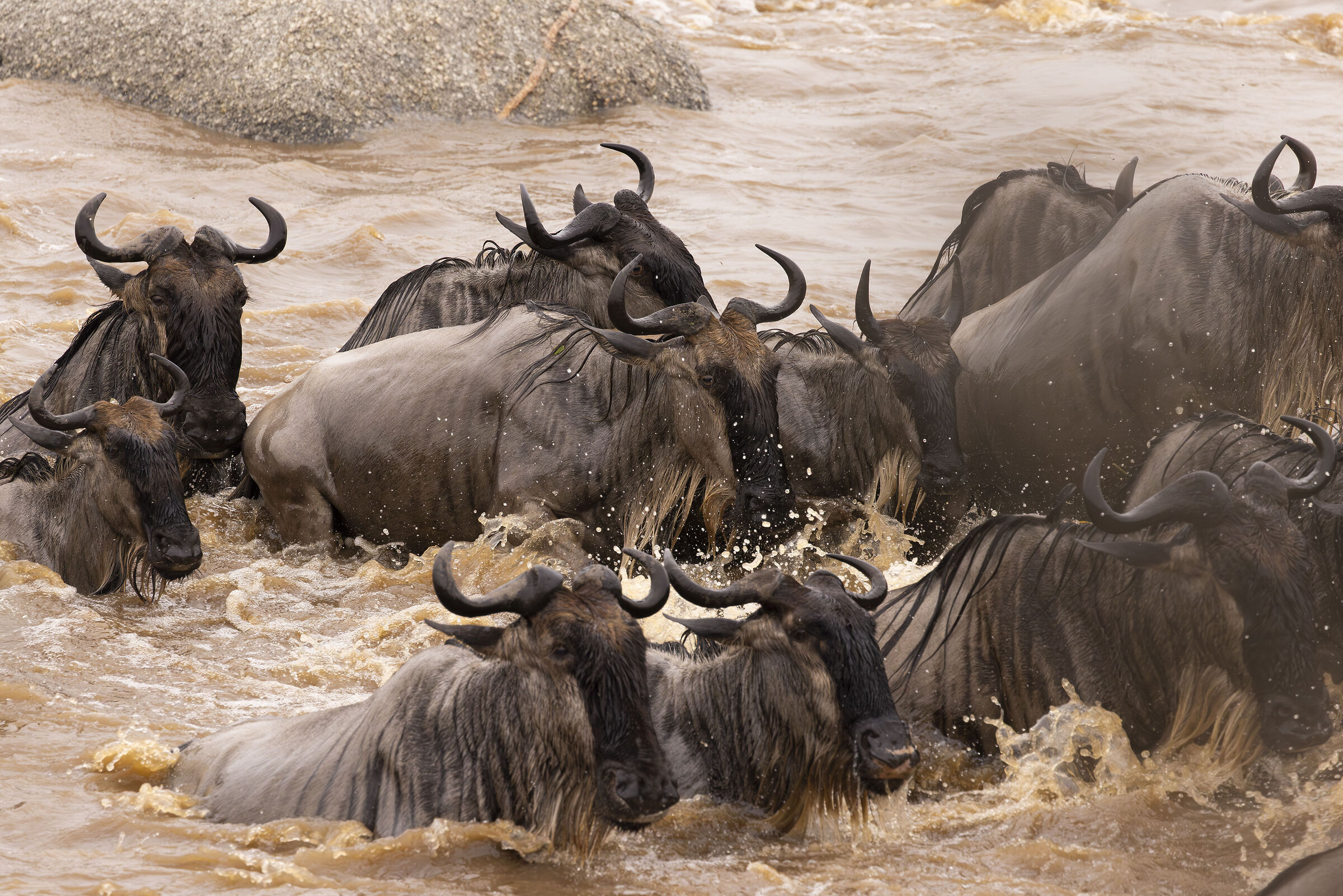 Great Migration - Serengeti National Park - August 2025