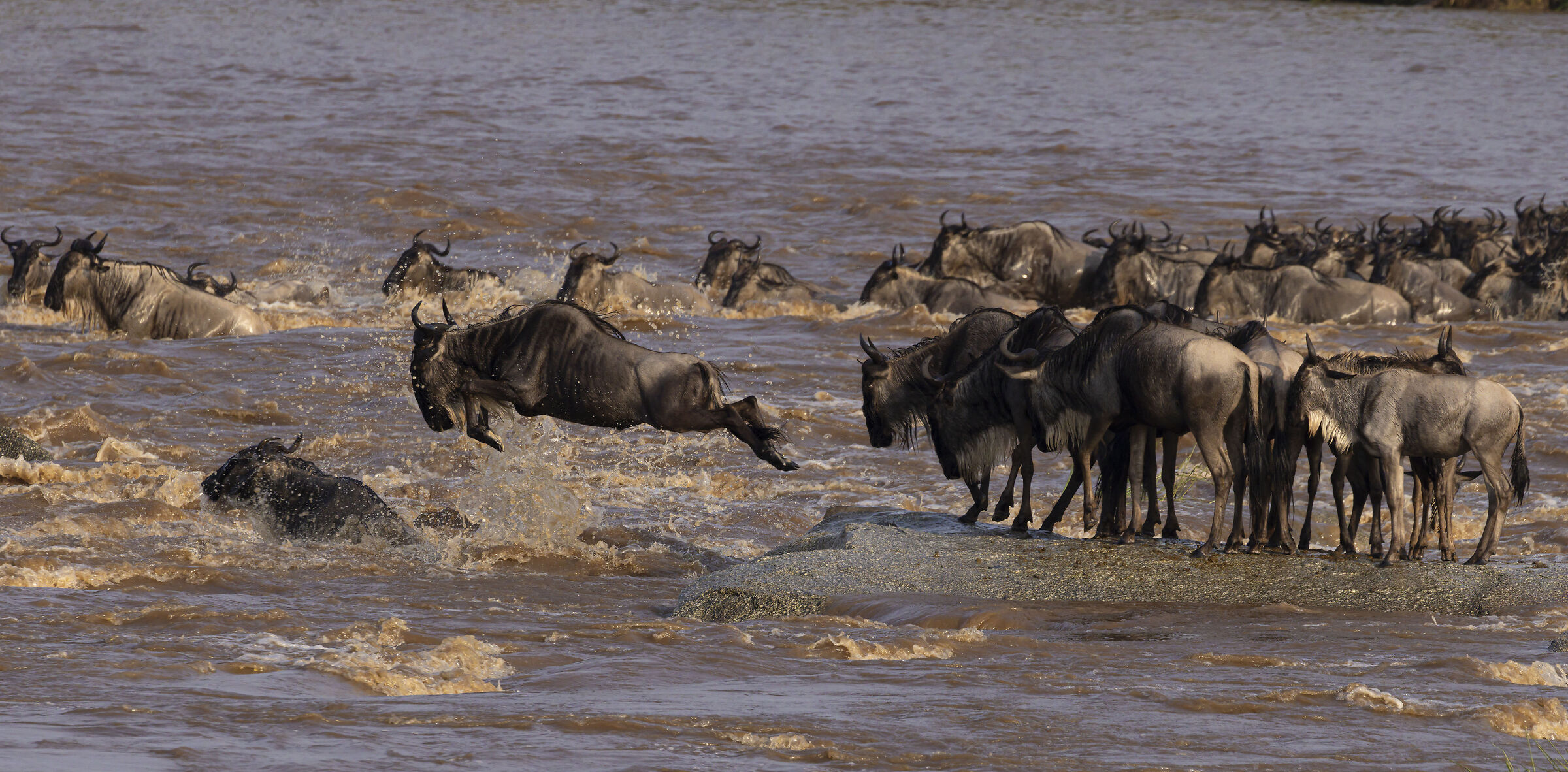 Great Migration - Serengeti National Park - August 2025