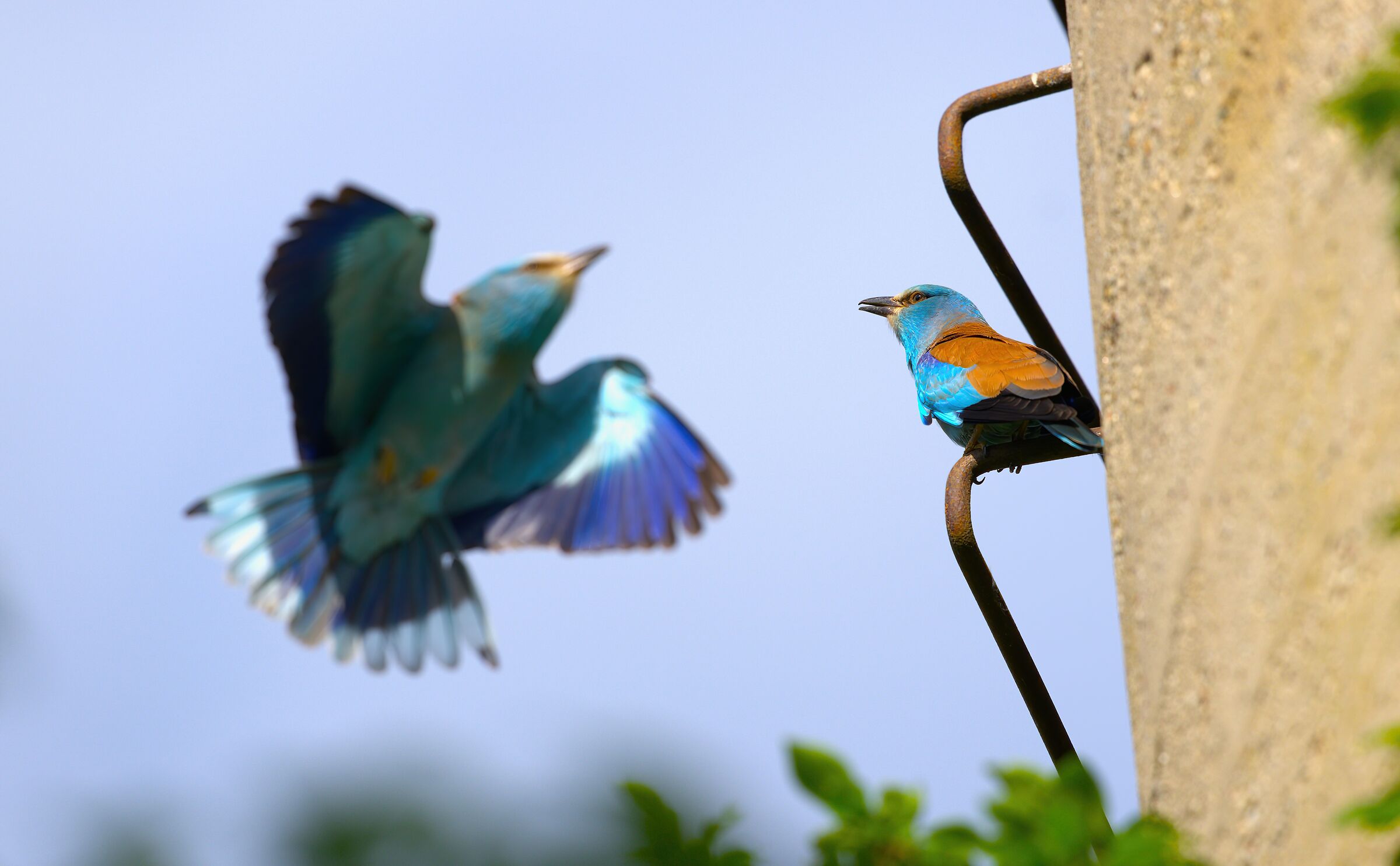 European jays