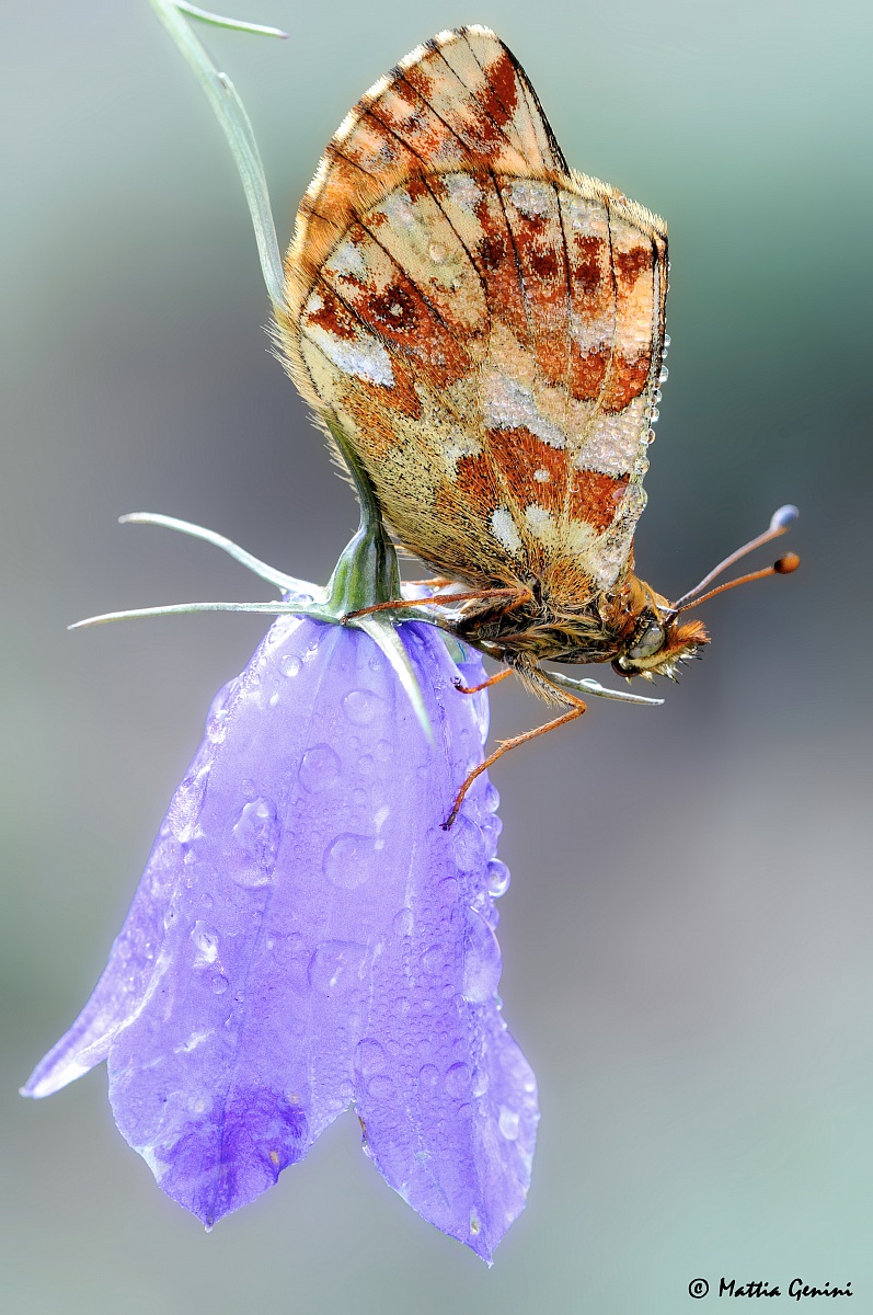 Boloria napaea
