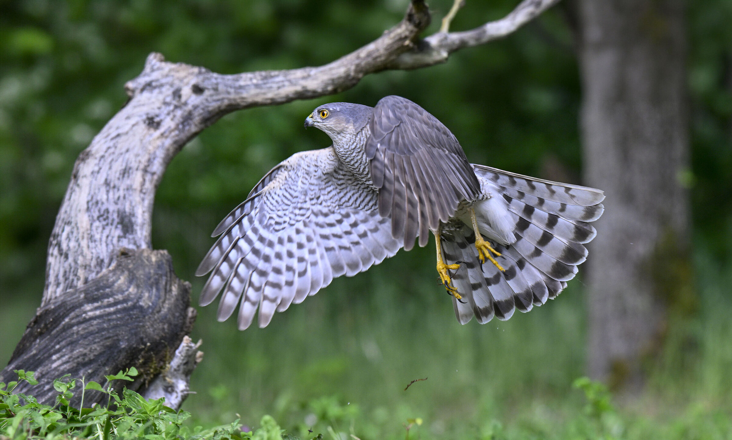 Sparrowhawk (Accipiter nisus)