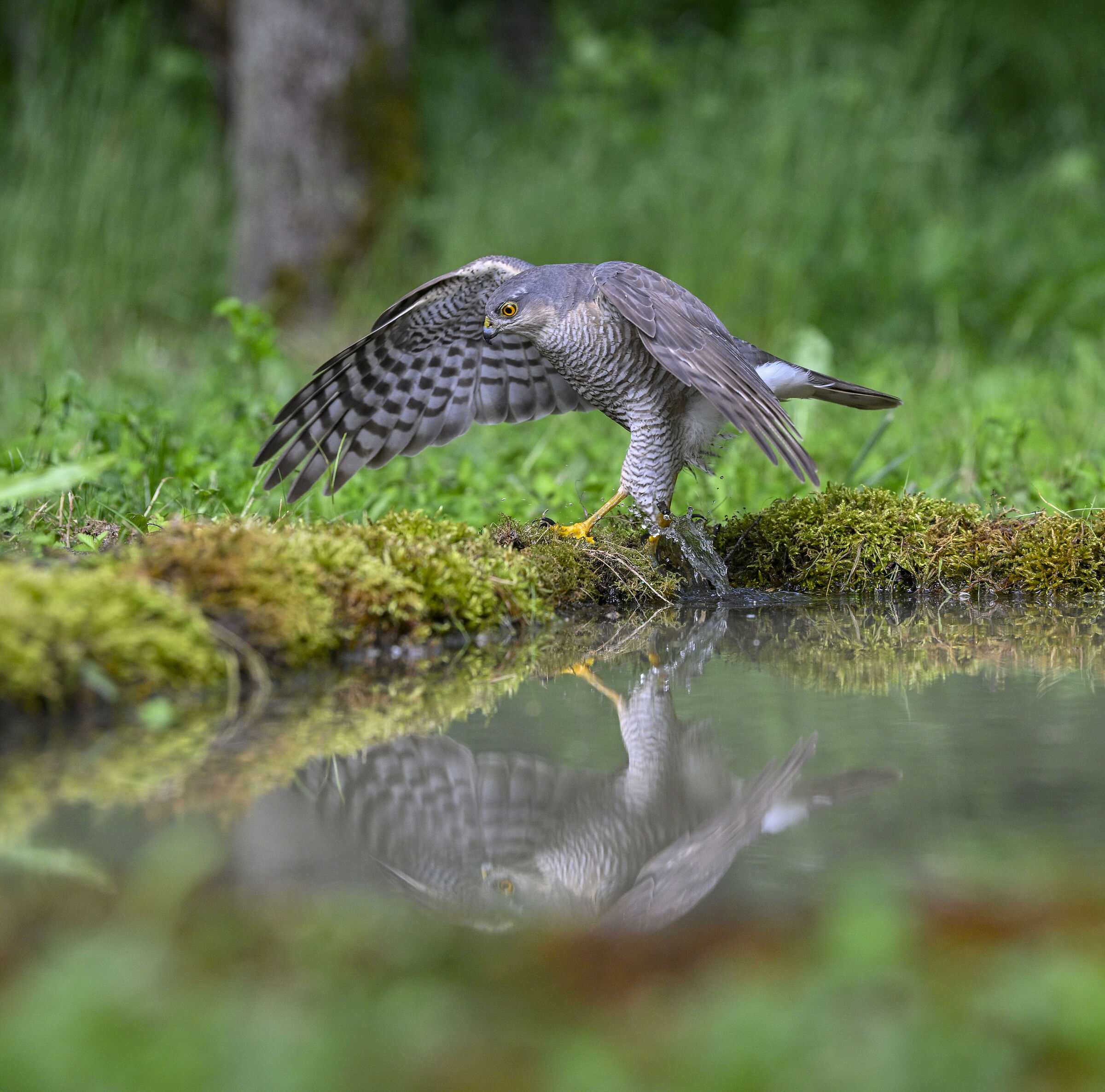 Sparrowhawk (Accipiter nisus)