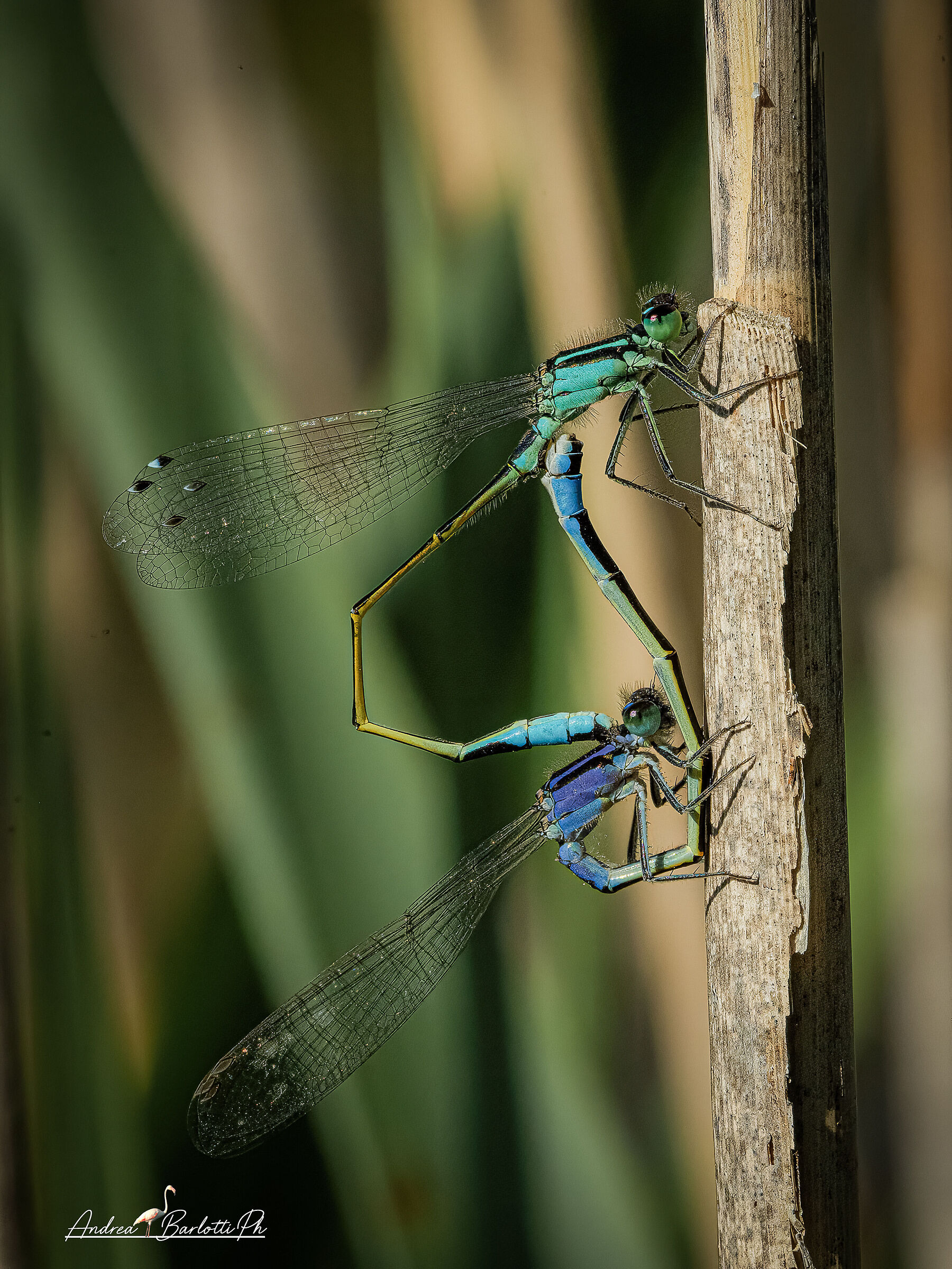 Ischnura elegans mating