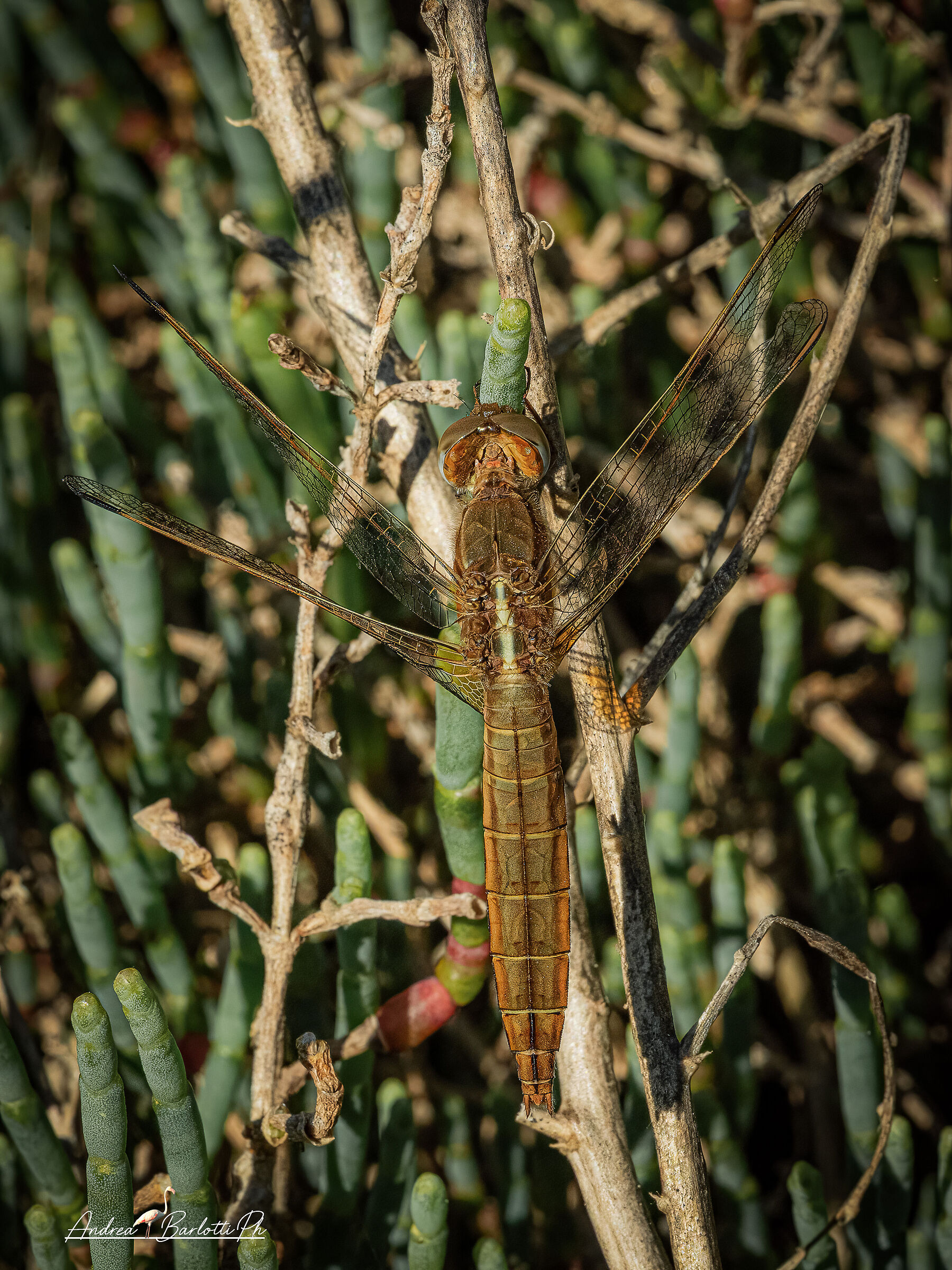 Crocothemis erythraea