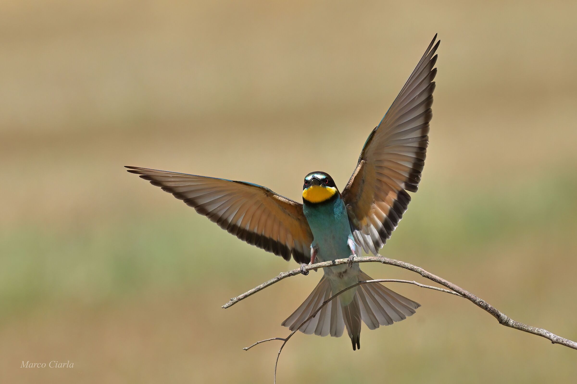 Bee-eater (Merops apiaster )