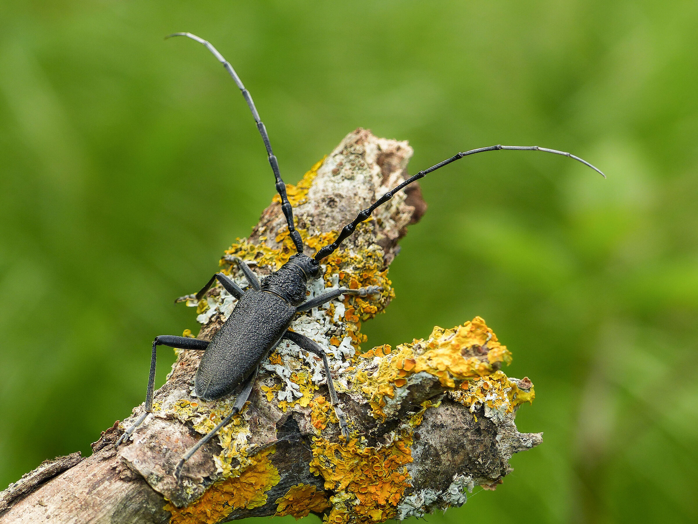 Morimus asper