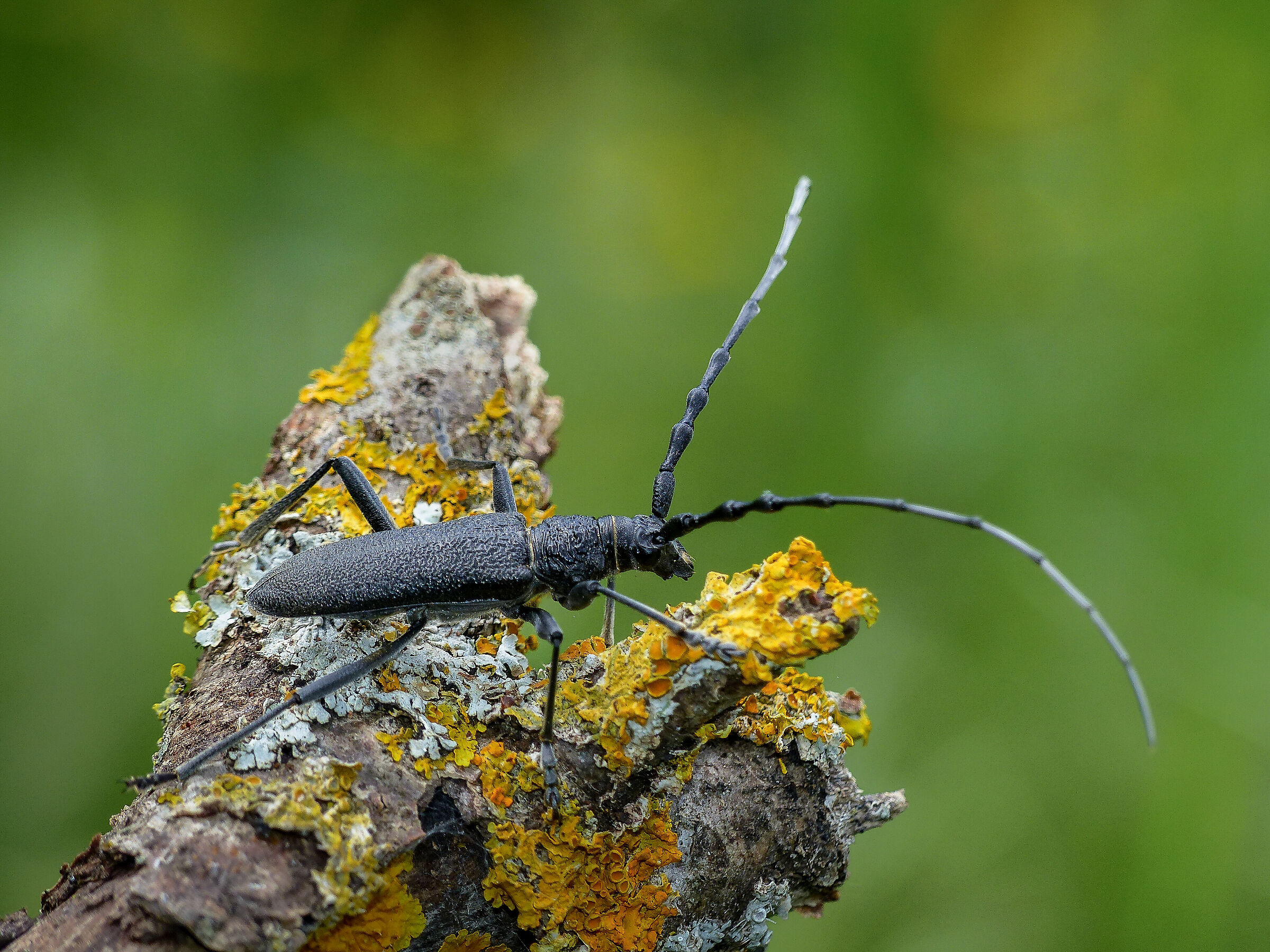 Morimus asper