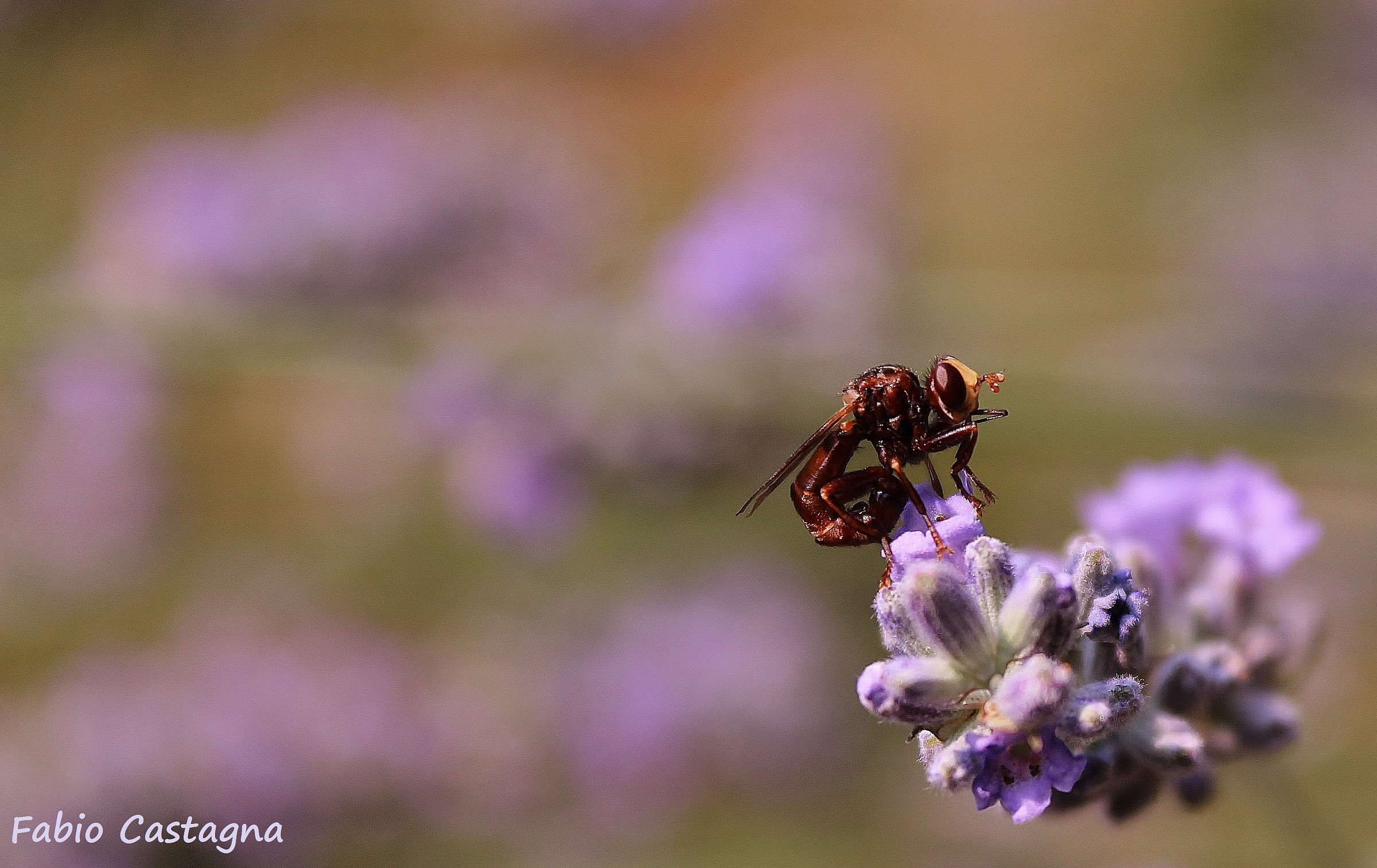 Rannicchiata sulla lavanda