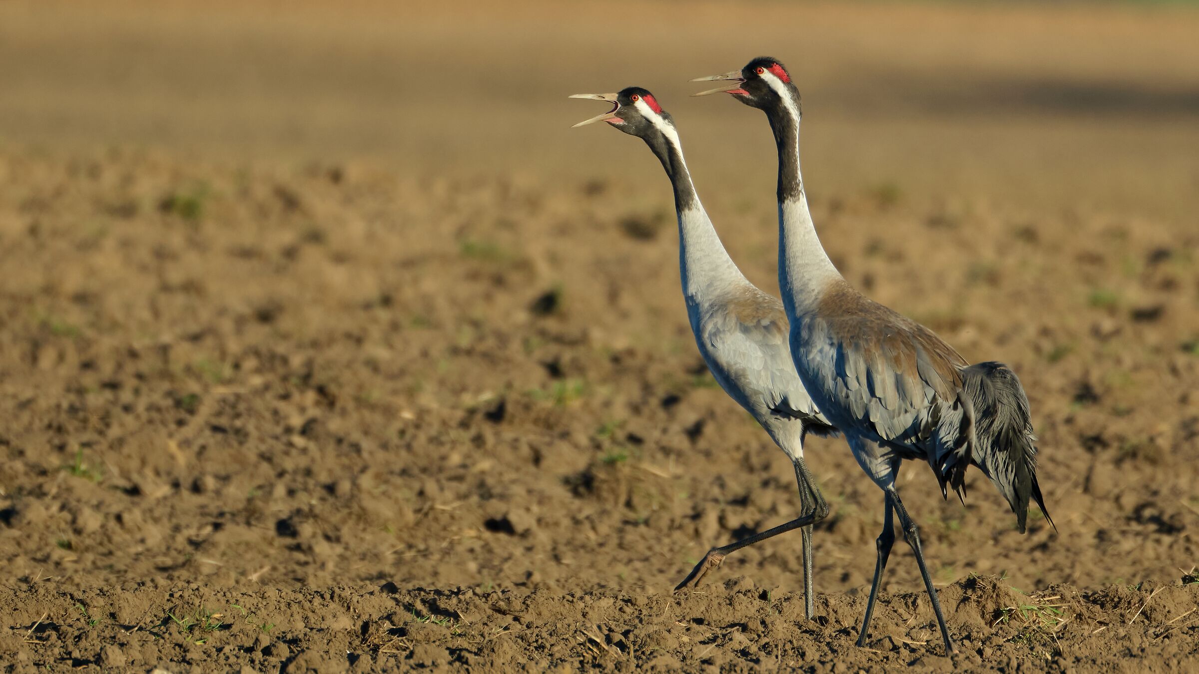 Grus grus