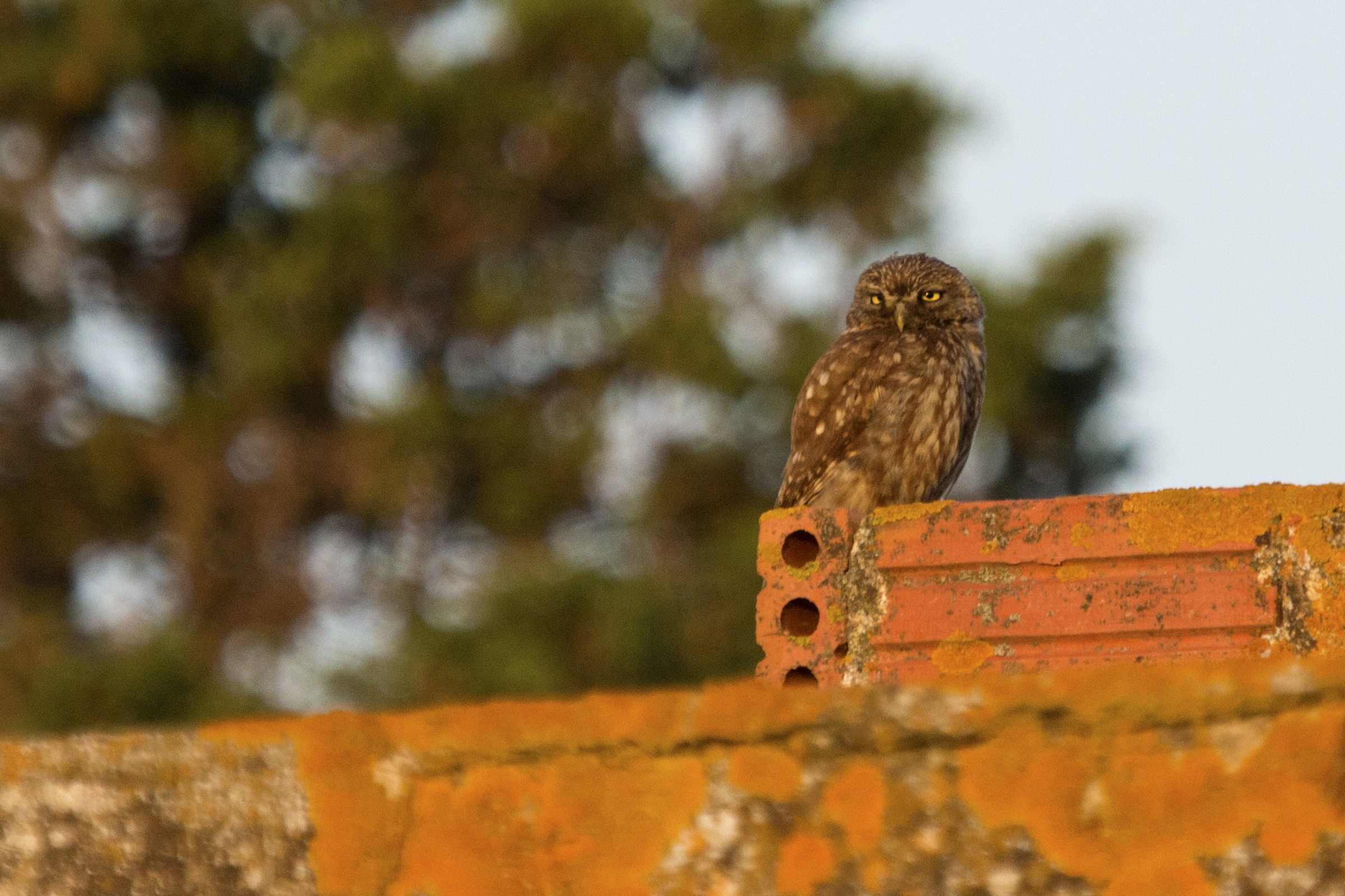 Civetta...innaugurale