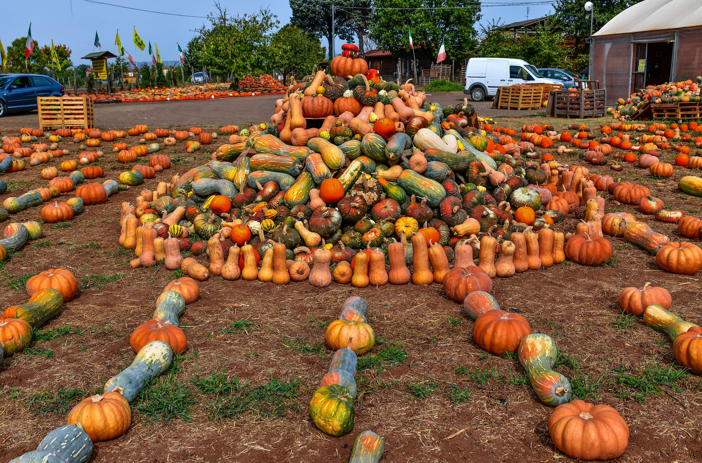 Never seen so many pumpkins together!!