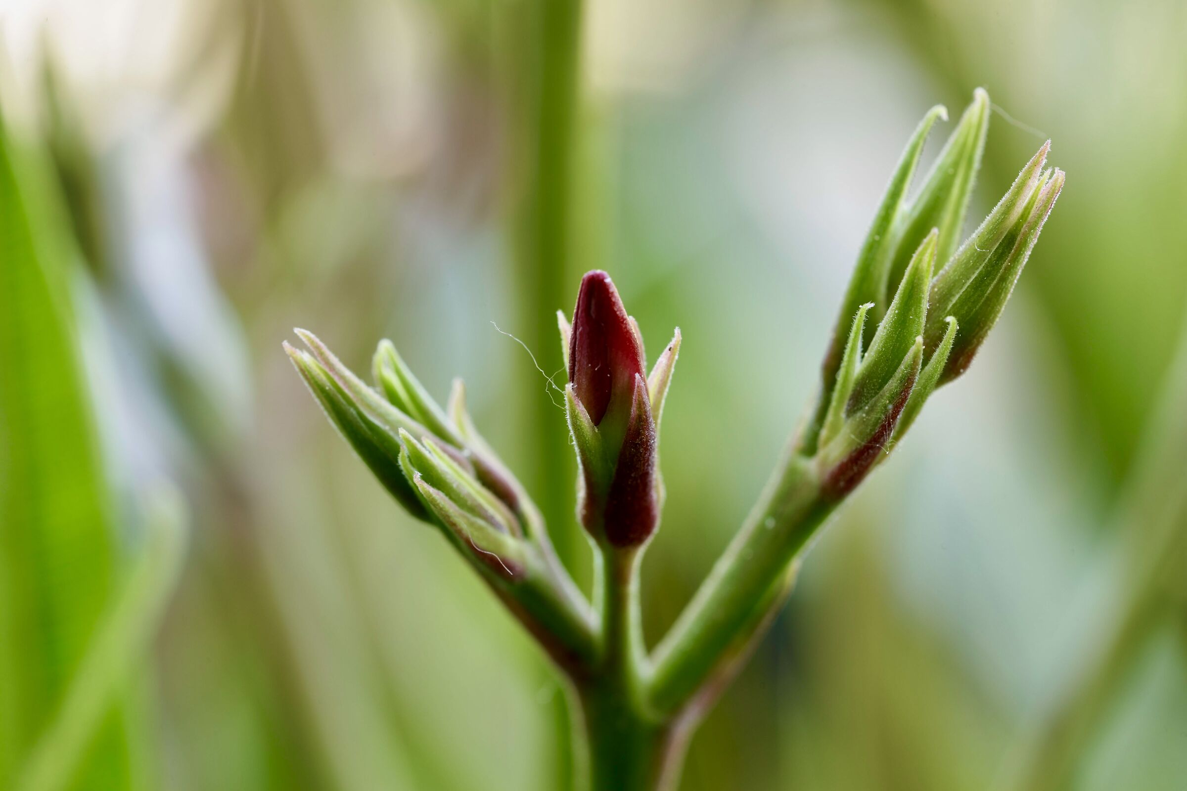 Oleander Blossom