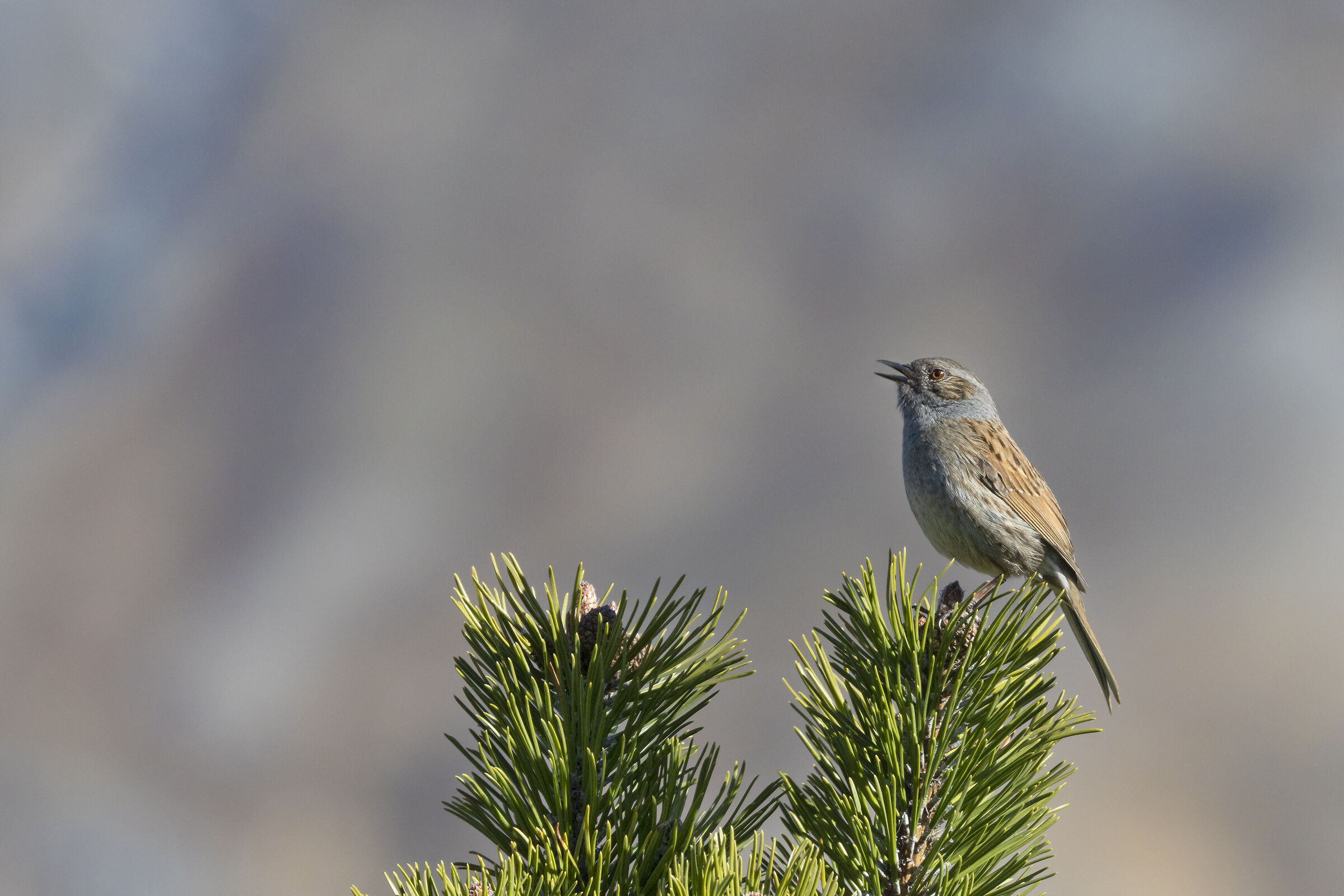 Sparrow Scopaiola