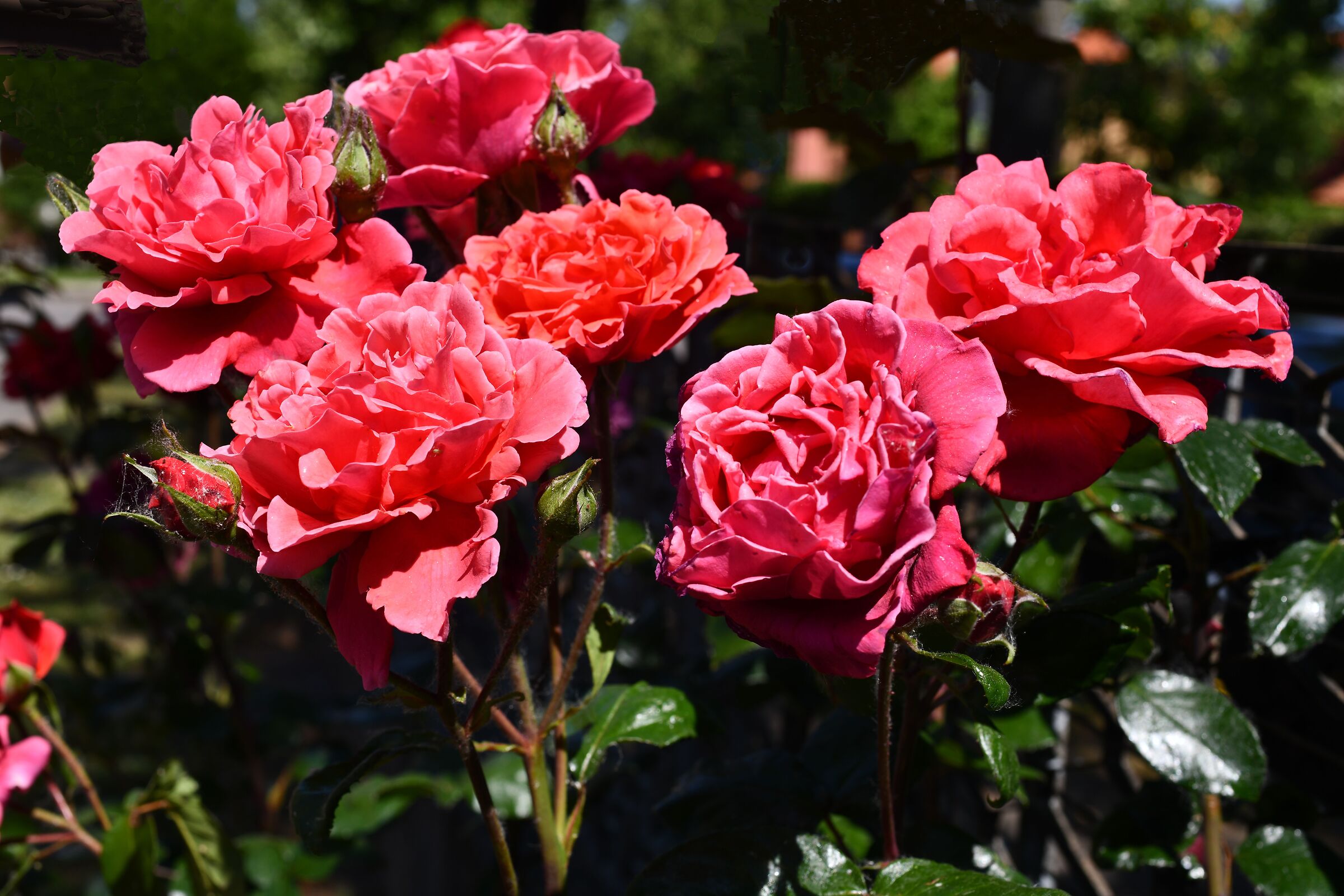 Spring26_7