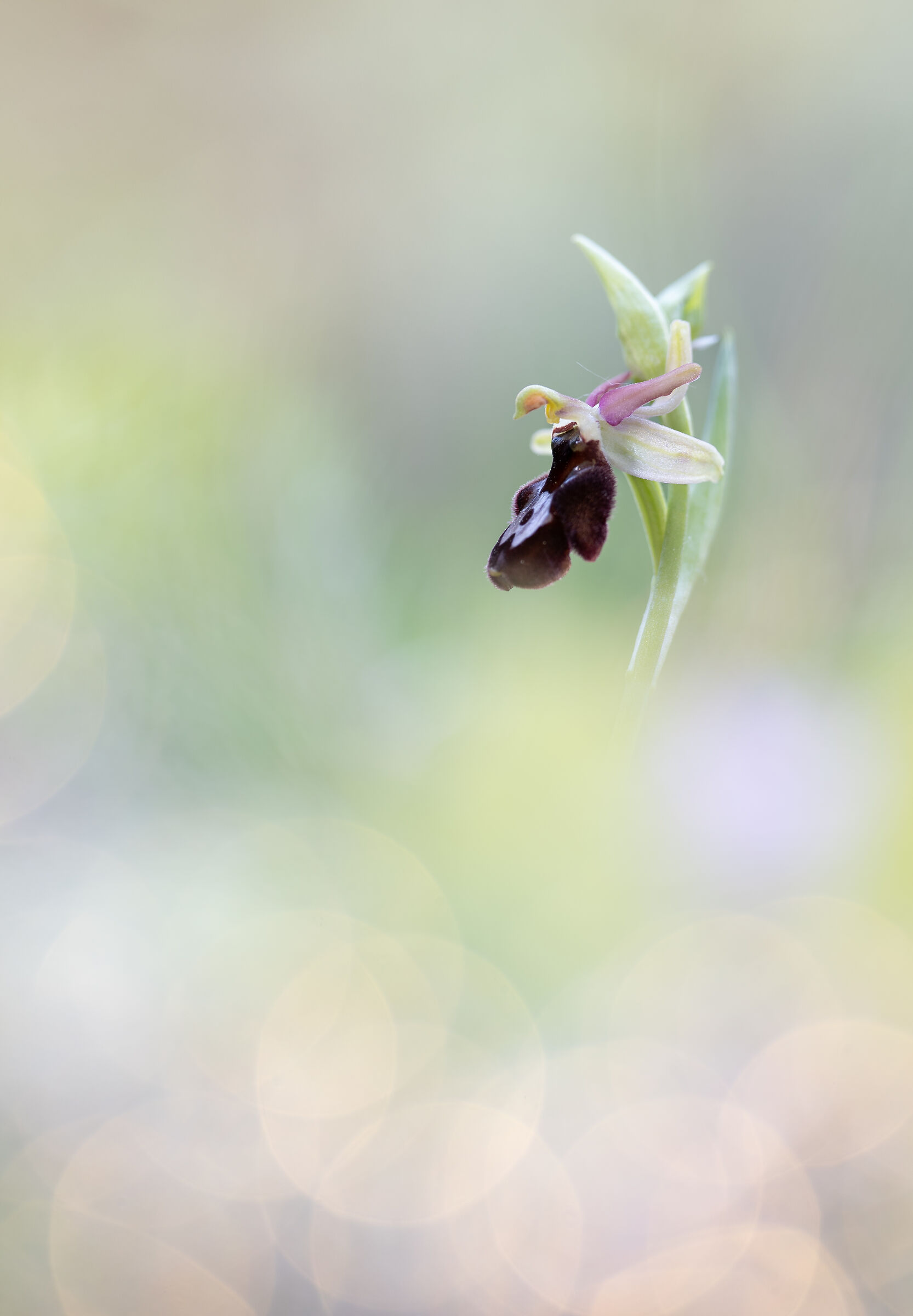 ohprys x santeliana (o.bertolonii x o.insectifera)