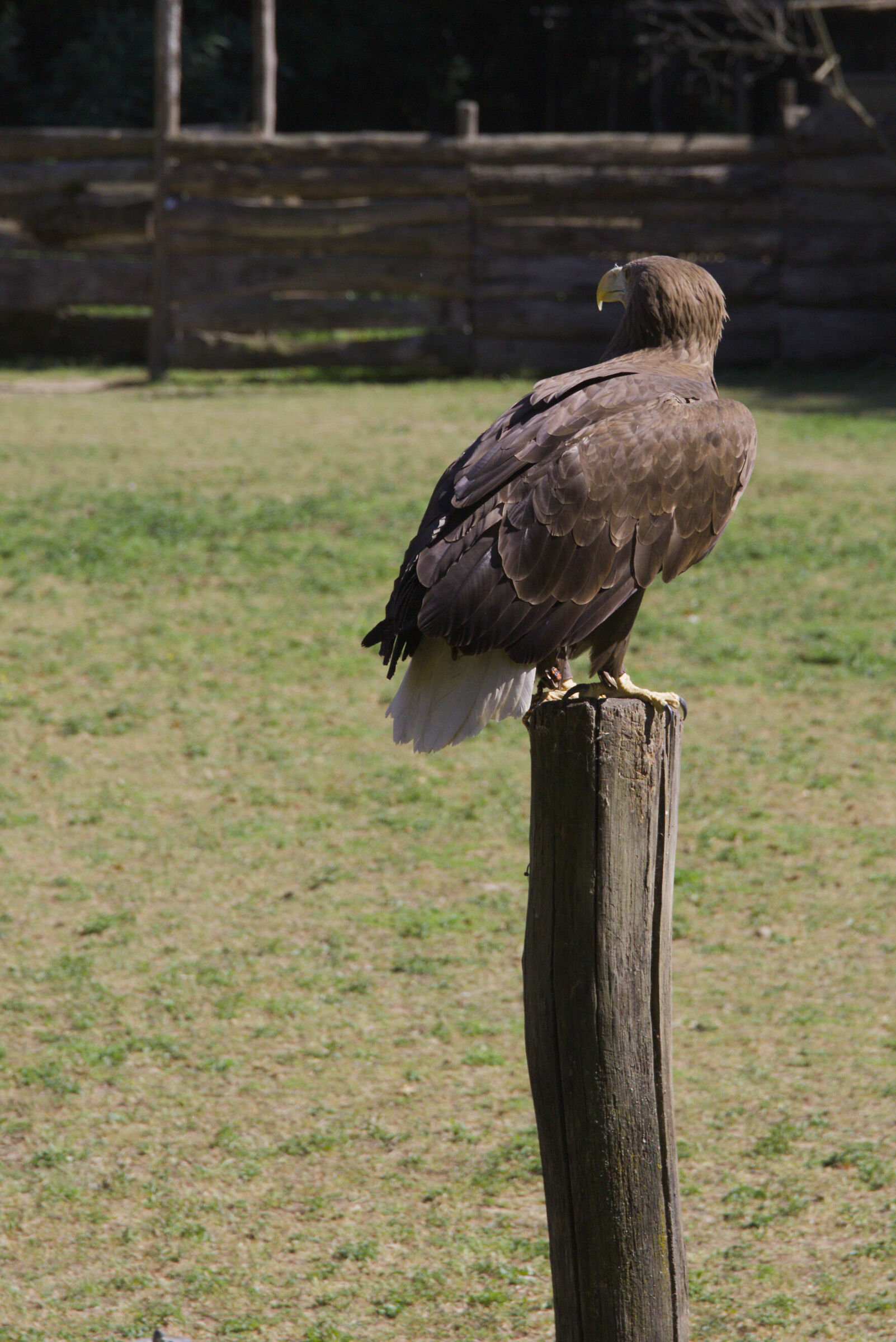 Aquila di mare