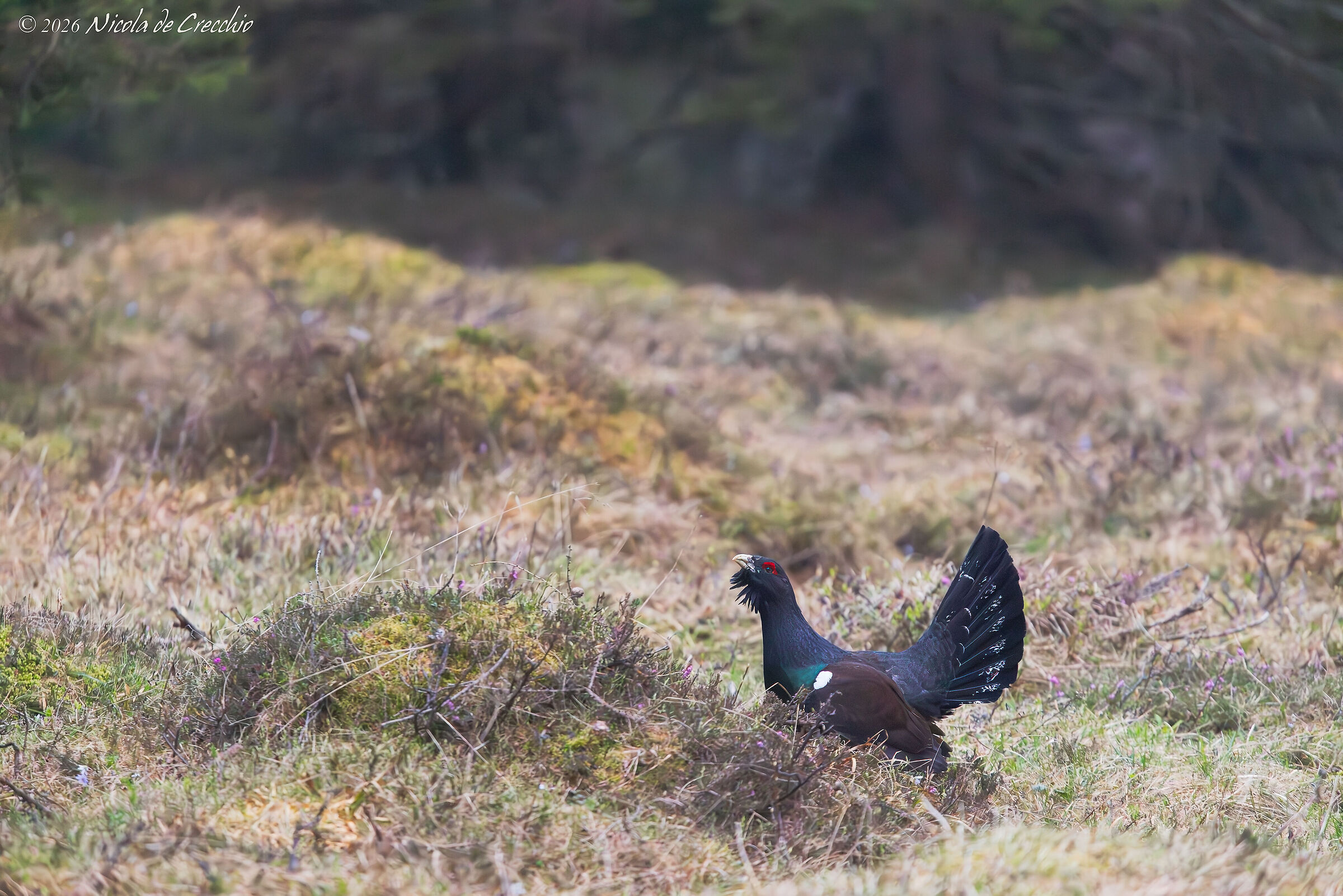 The grouse on parade