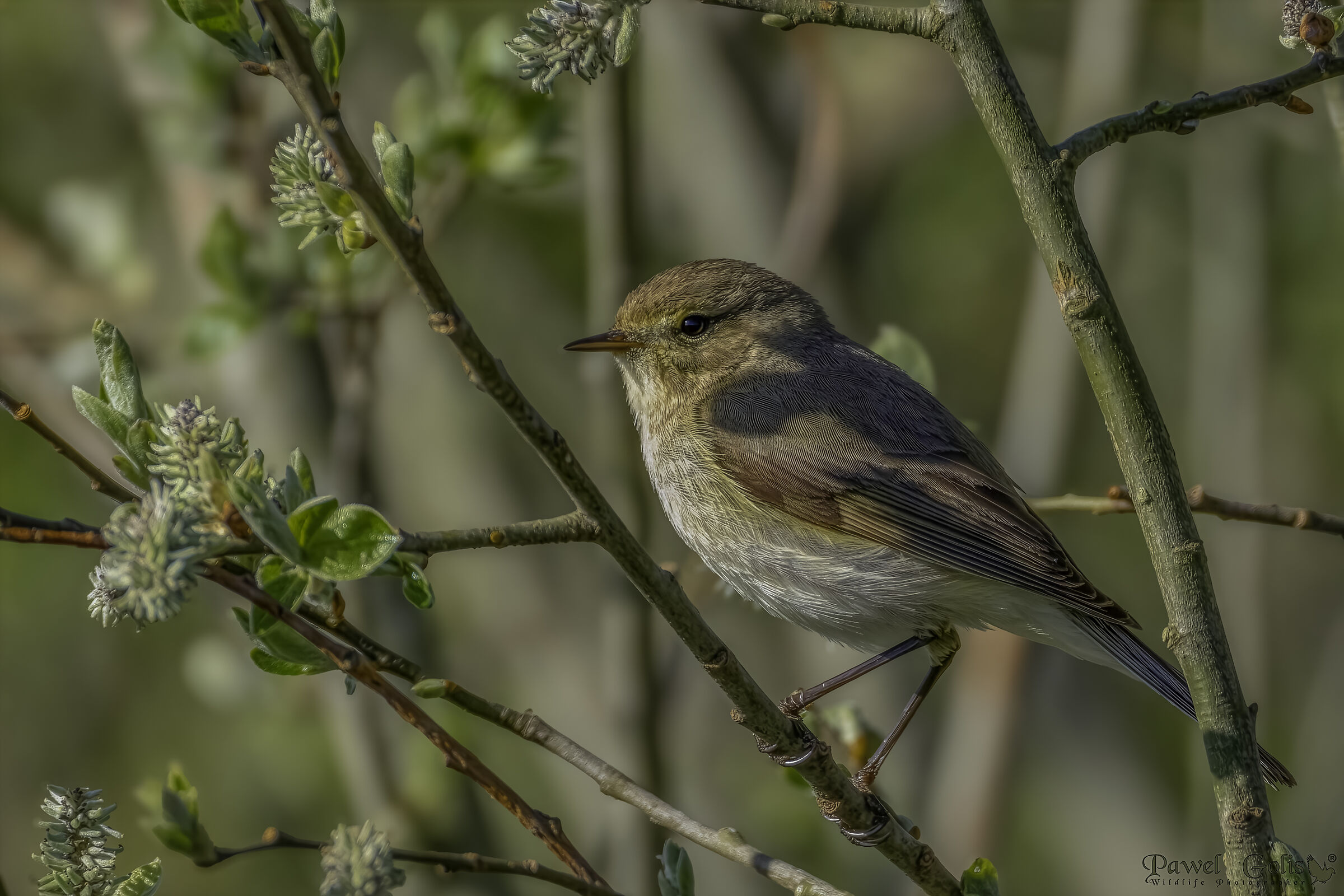 Common chiffchaaff (Phylloscopus collybita)