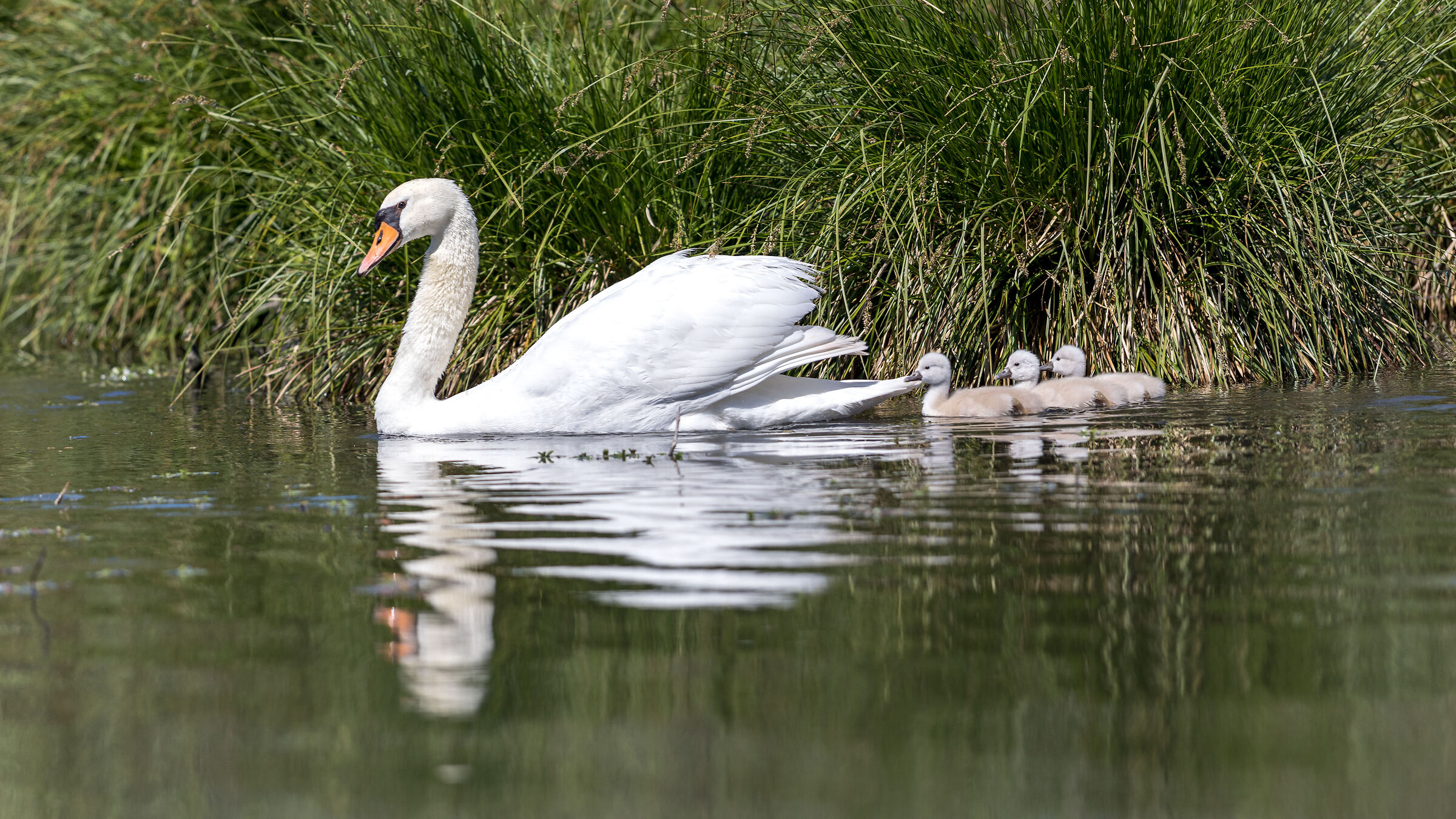 La mamma e i suoi Figlioli - Parco naturale del Mincio