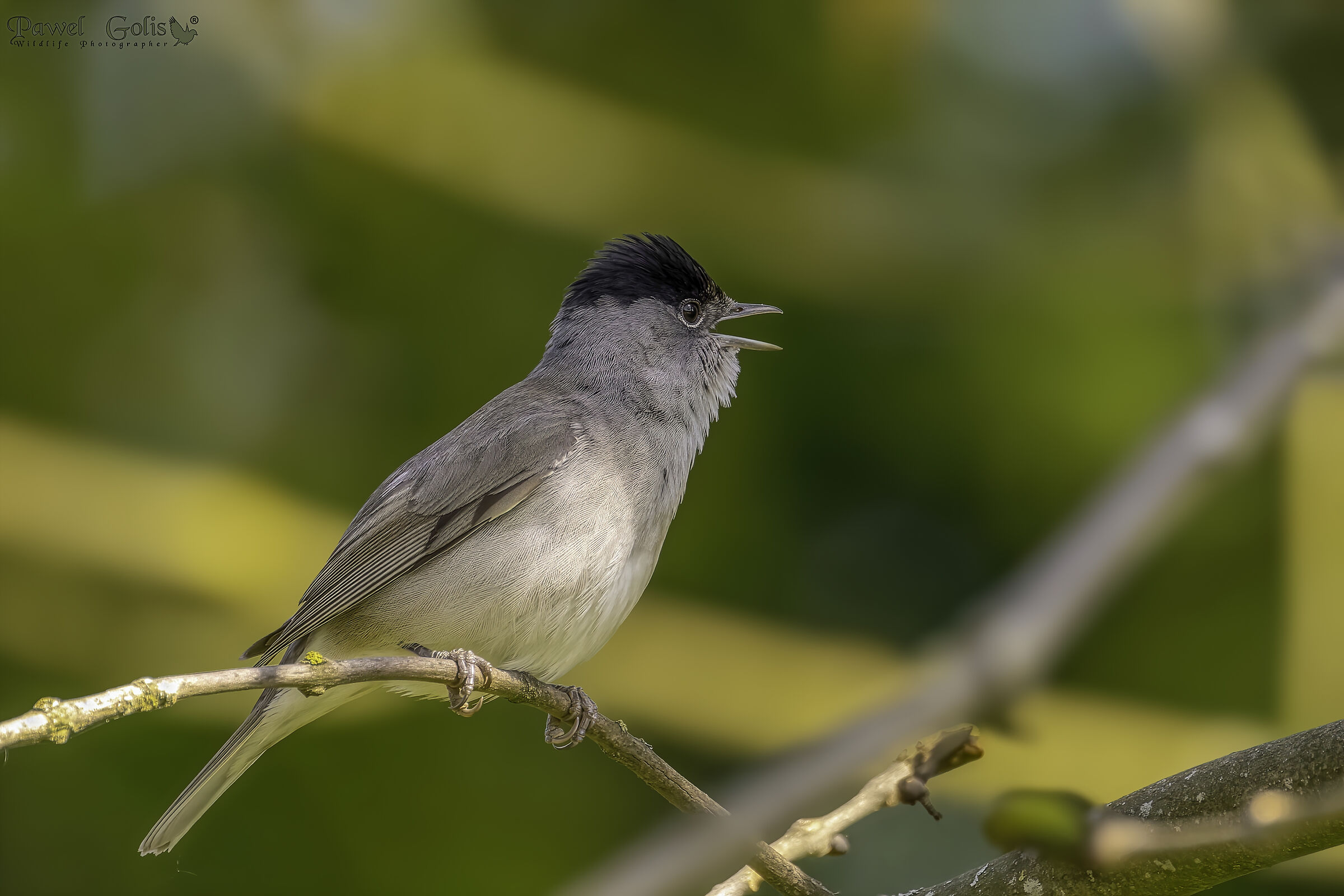 Eurasian blackcap (Sylvia atricapilla)