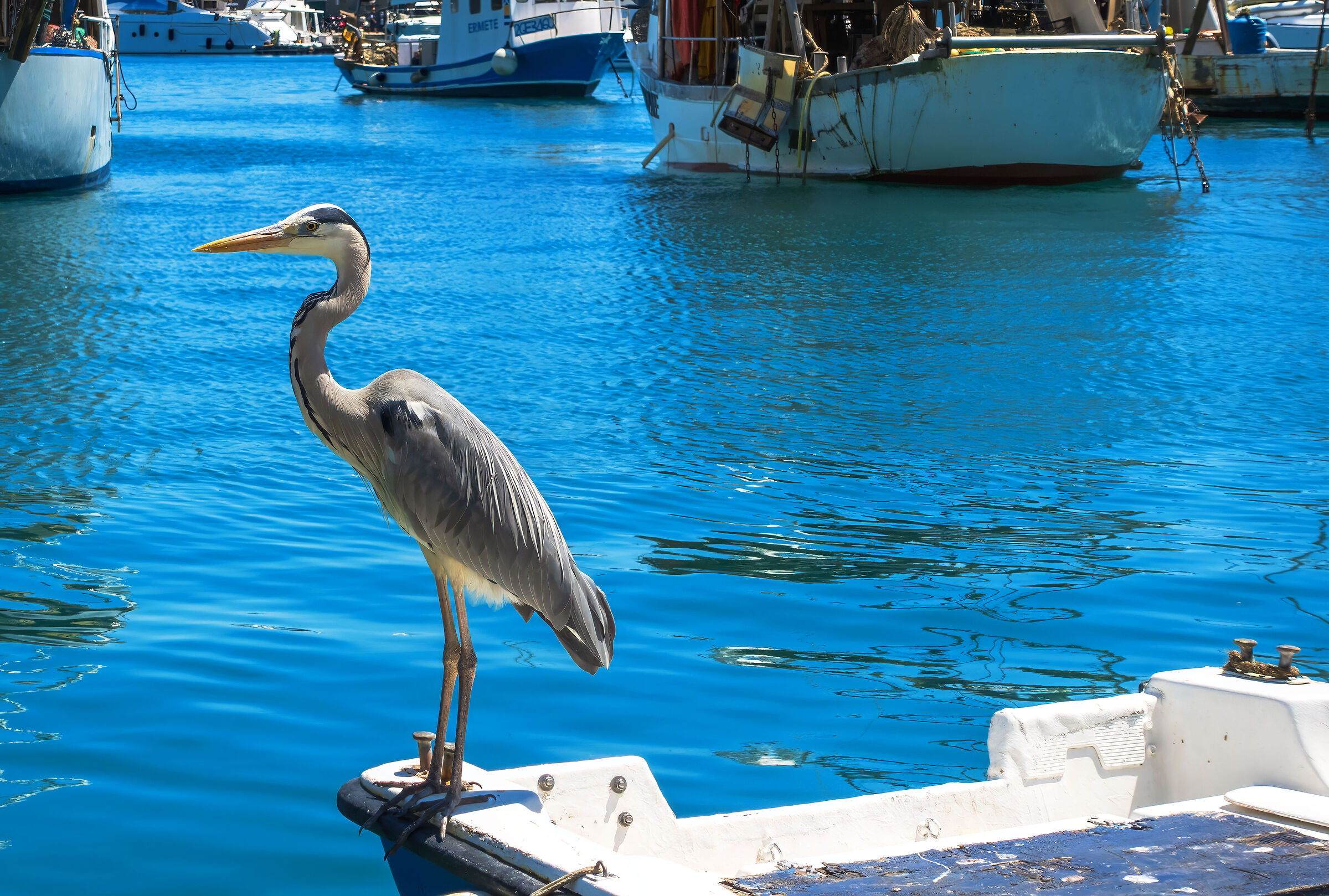 Il guardiano del porto