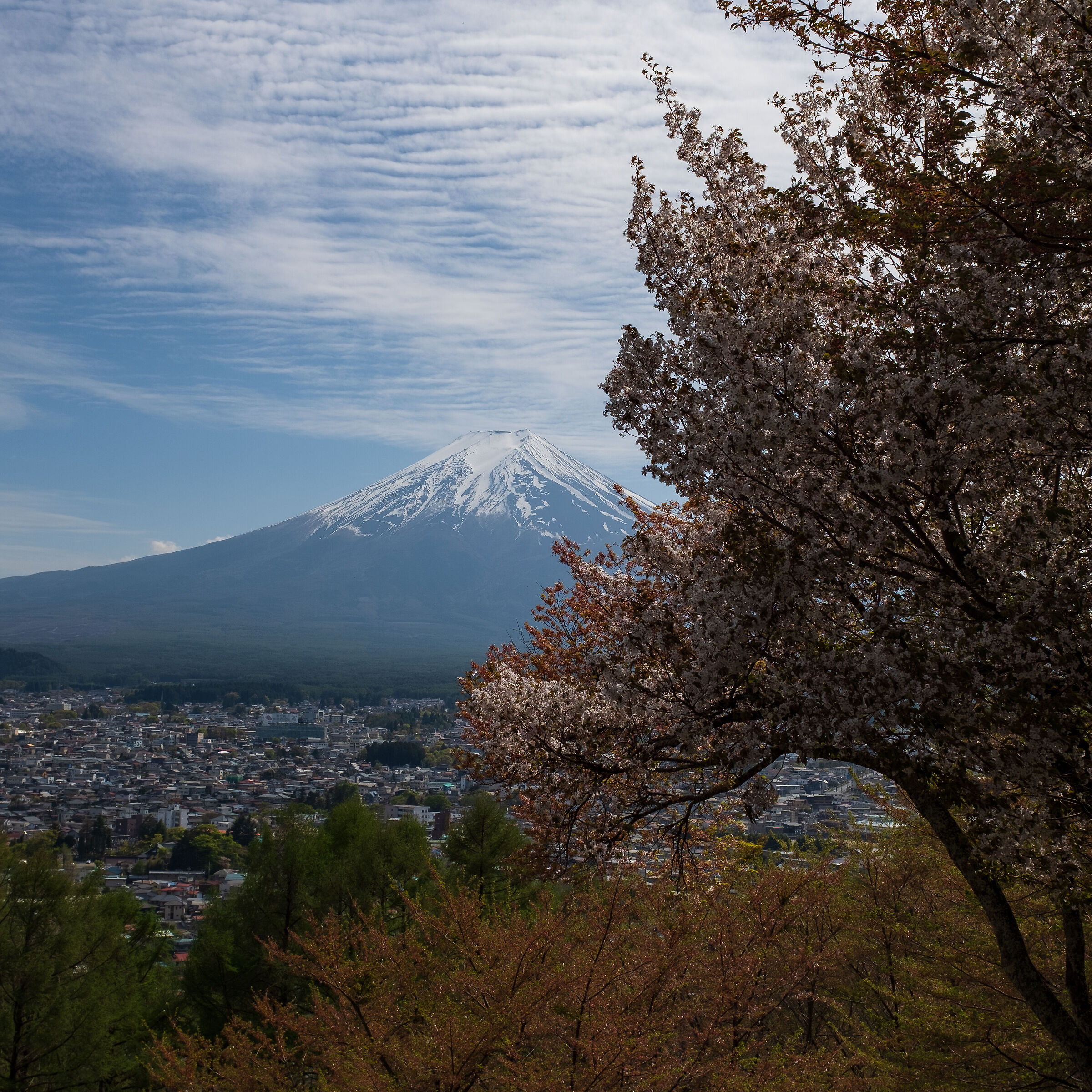 In bloom