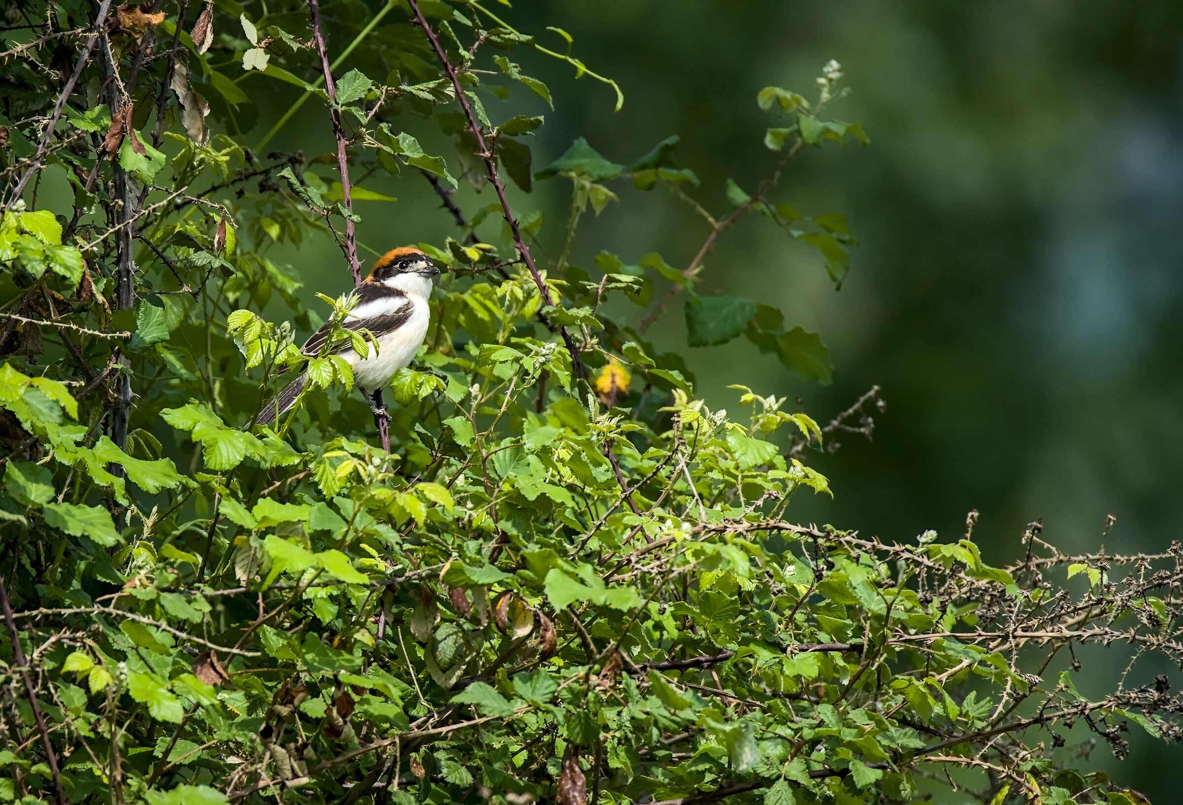 Red-backed shrike