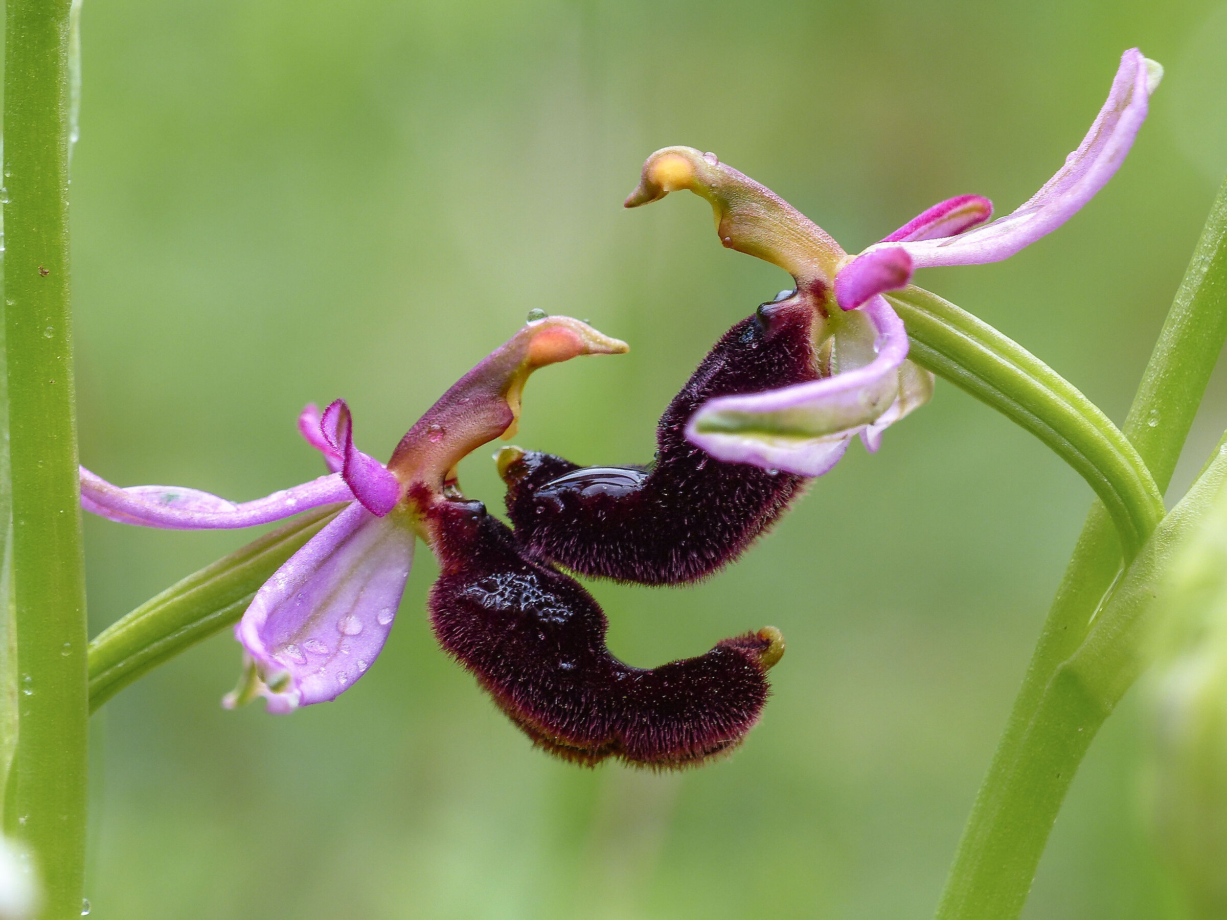 L'abbraccio - Ophrys Bertoloni